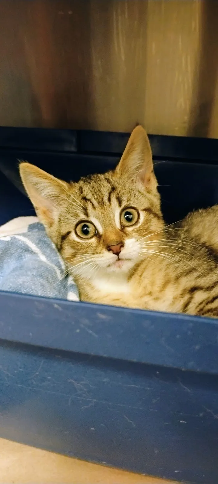 Toronto Animal Services, North Shelter