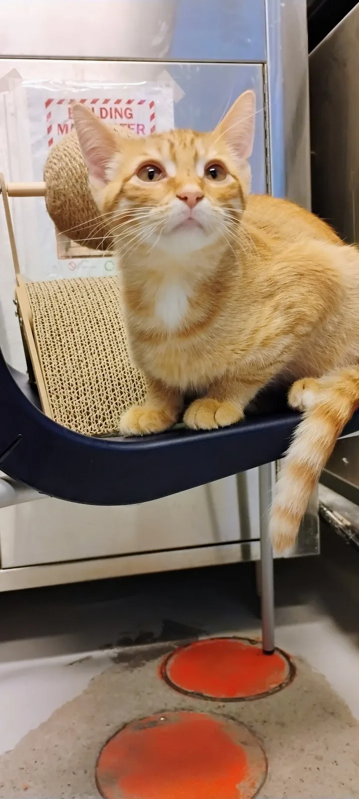 Toronto Animal Services, North Shelter