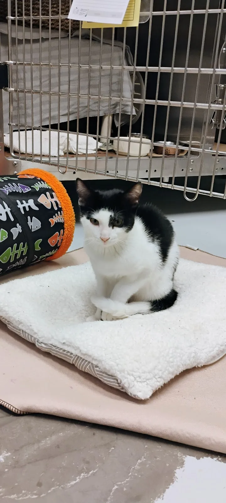 Toronto Animal Services, North Shelter