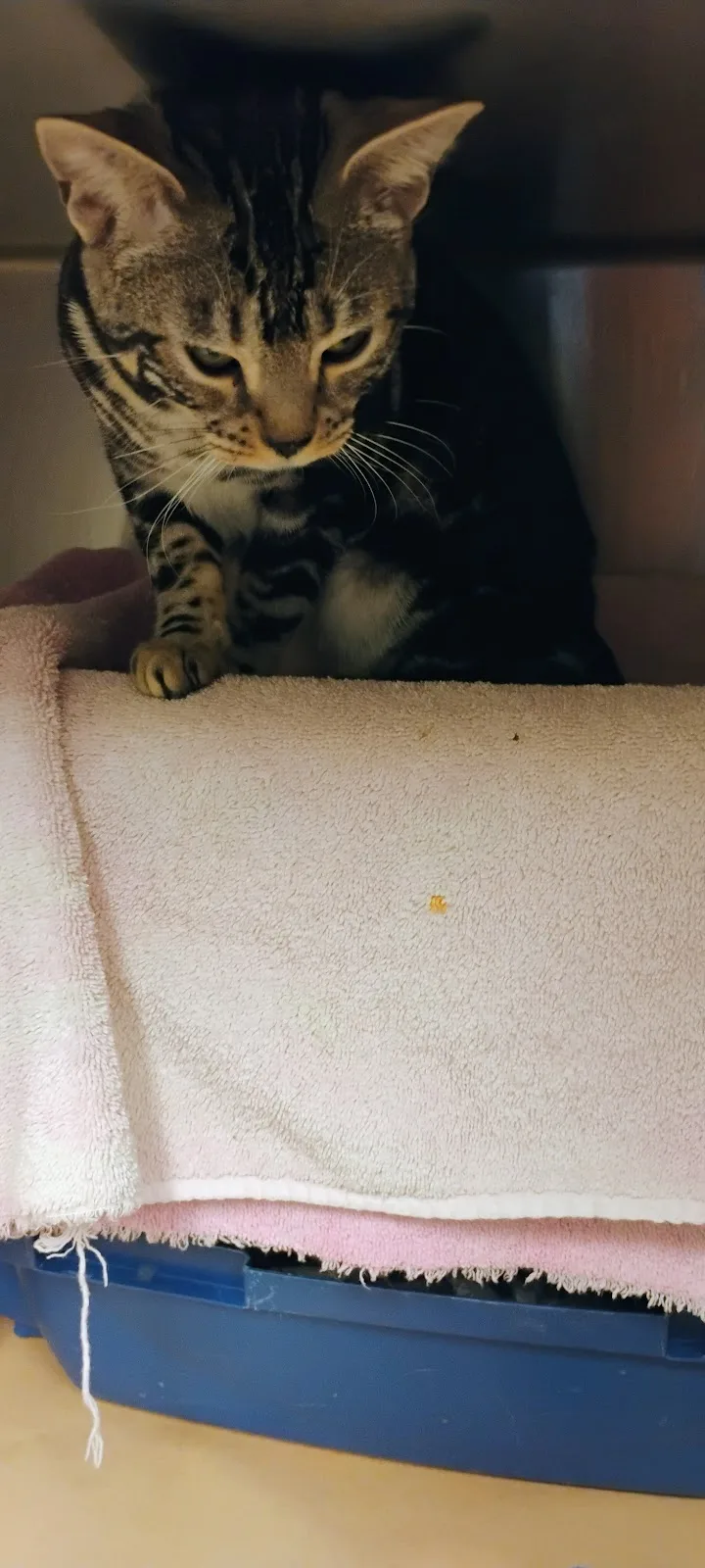 Toronto Animal Services, North Shelter