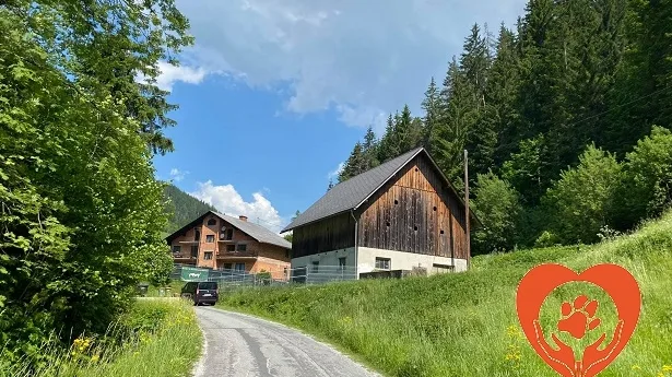 Stibis Hundeparadies - Tierschutzverein