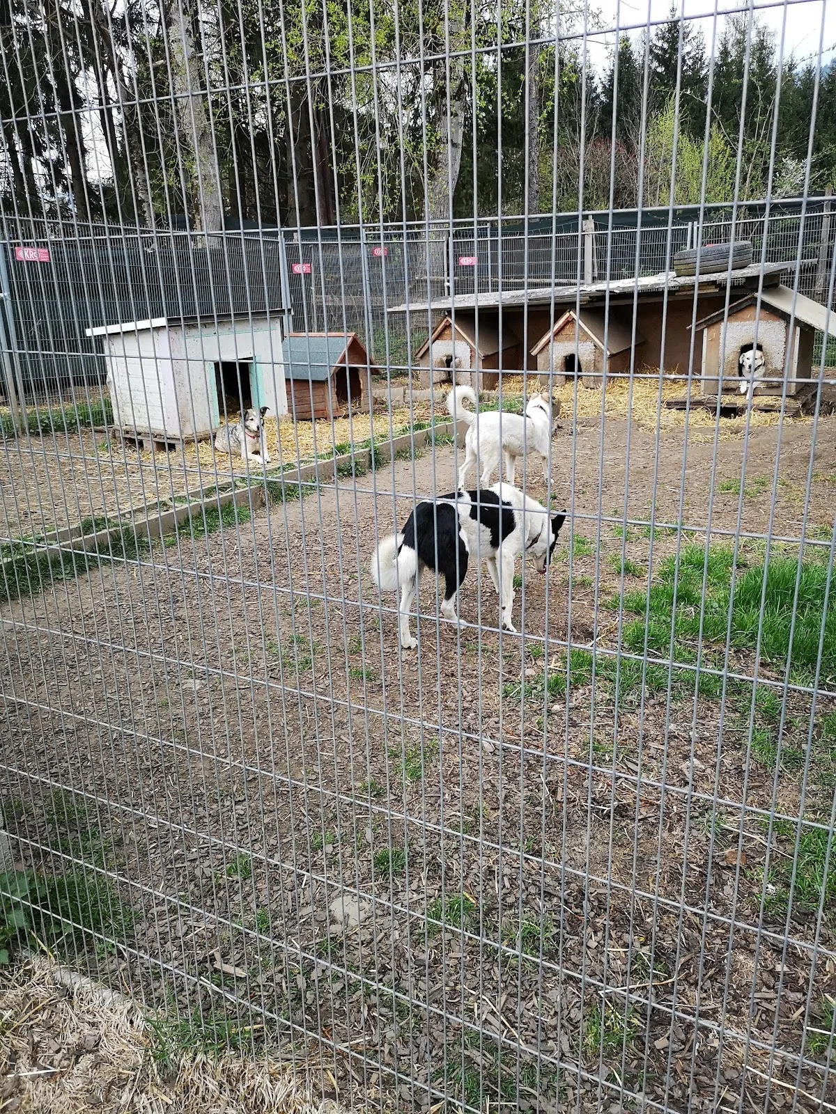 Stibis Hundeparadies - Tierschutzverein