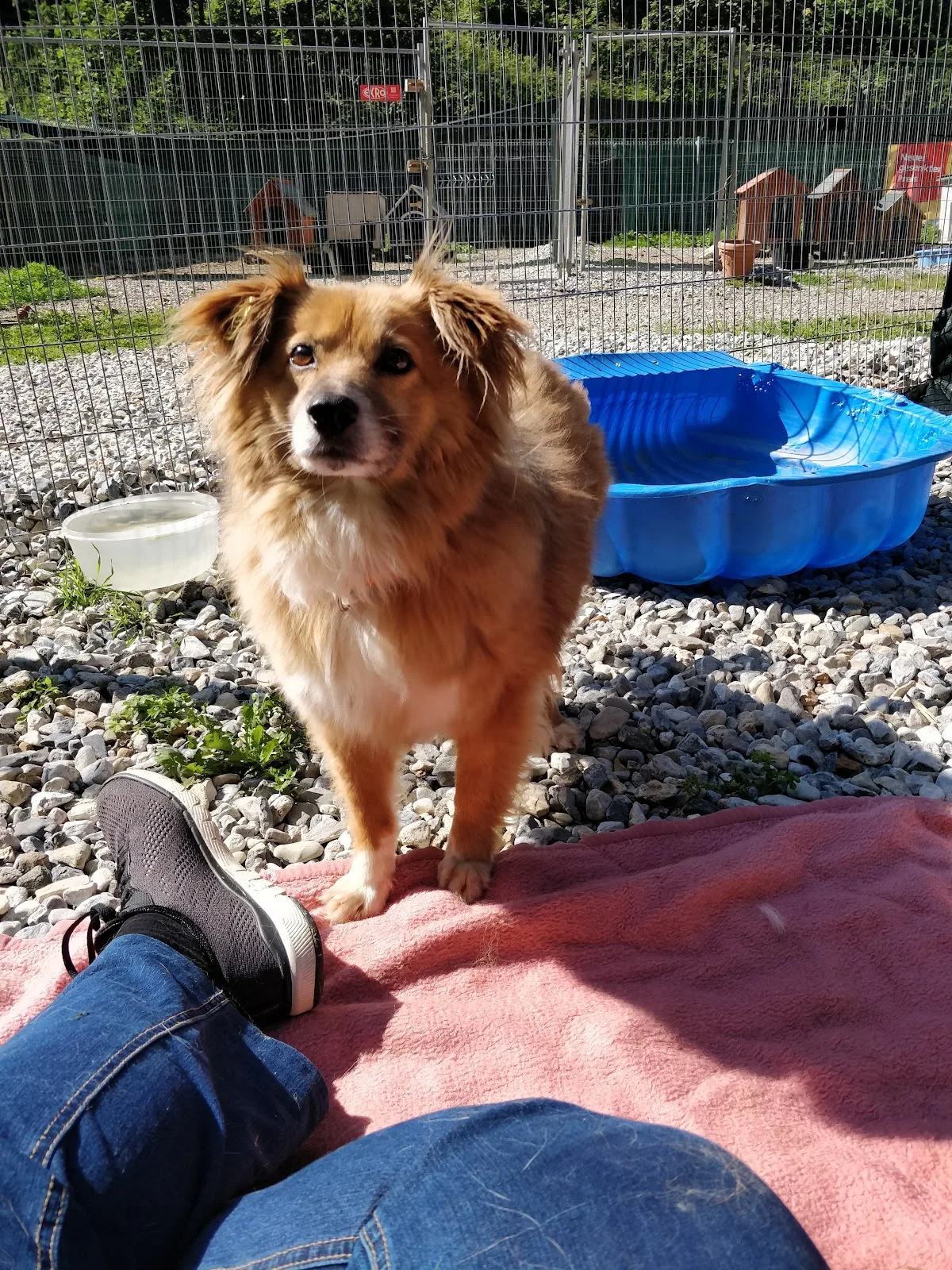 Stibis Hundeparadies - Tierschutzverein
