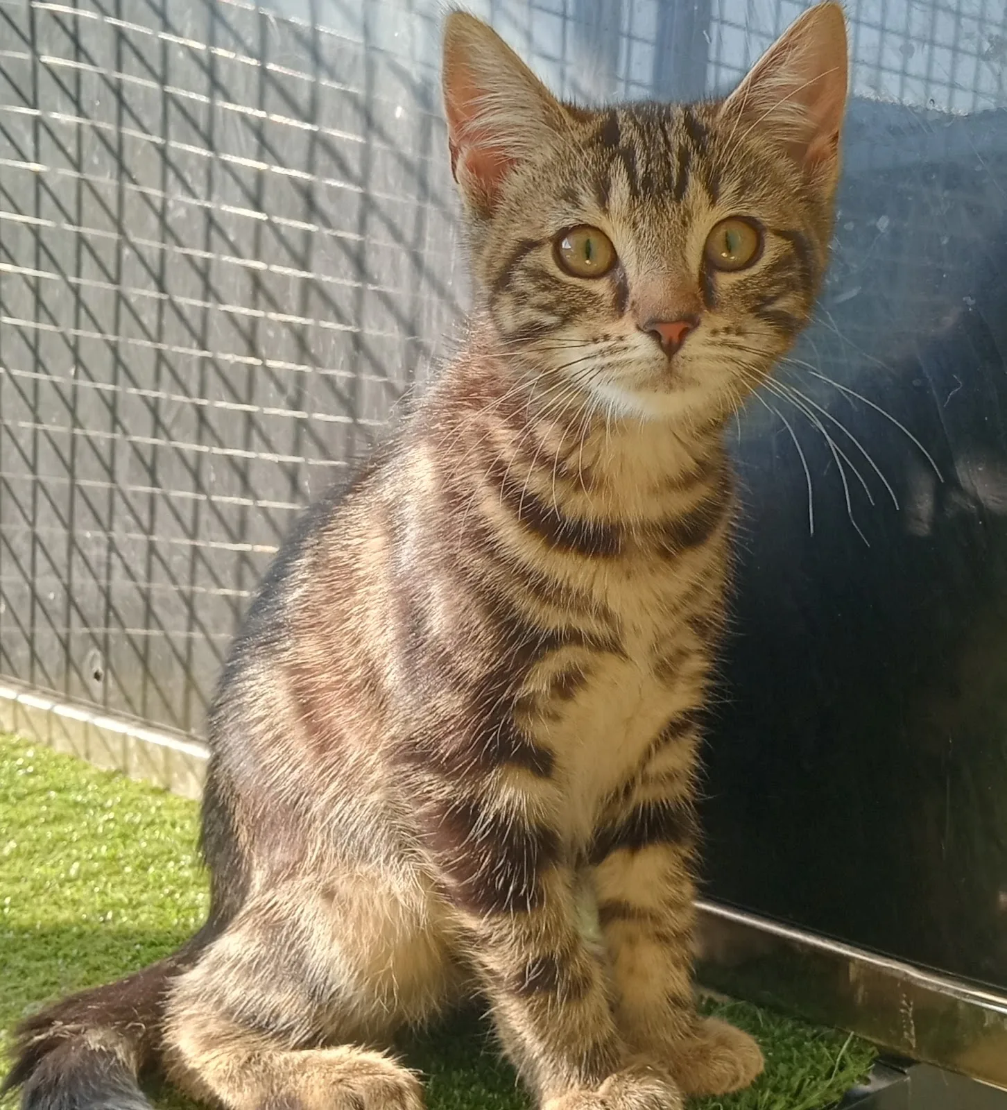 Blacktown Animal Rehoming Centre (BARC)