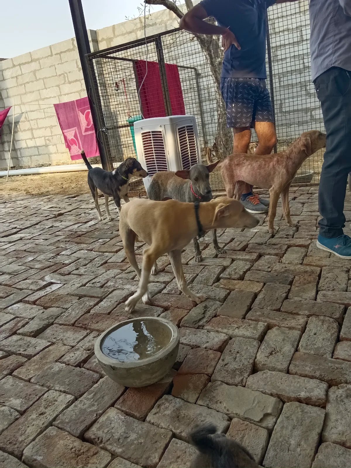 Chardikala Animal Shelter