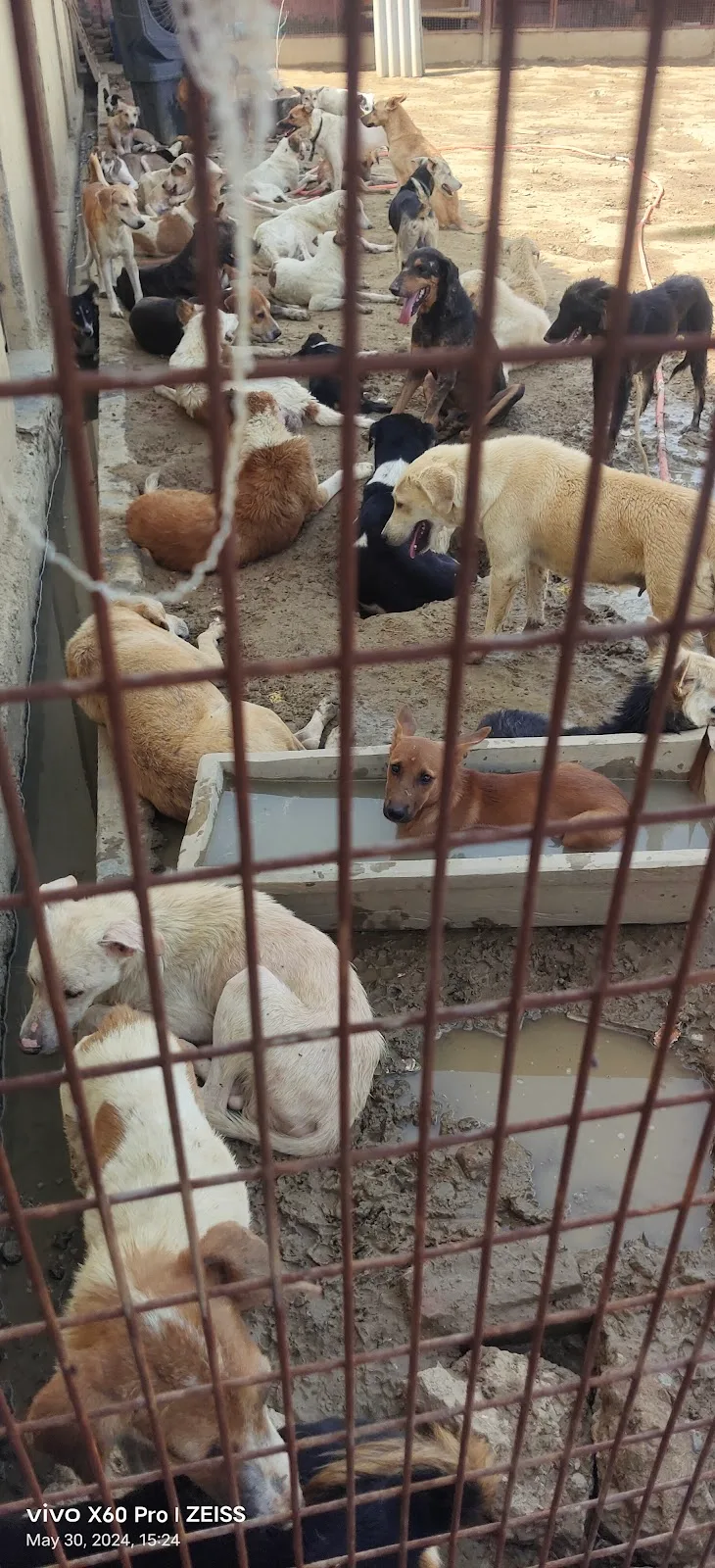 Chardikala Animal Shelter