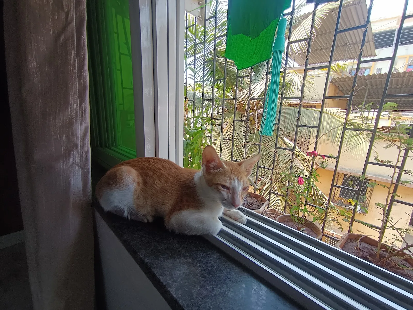 Apna Home Animal Shelter