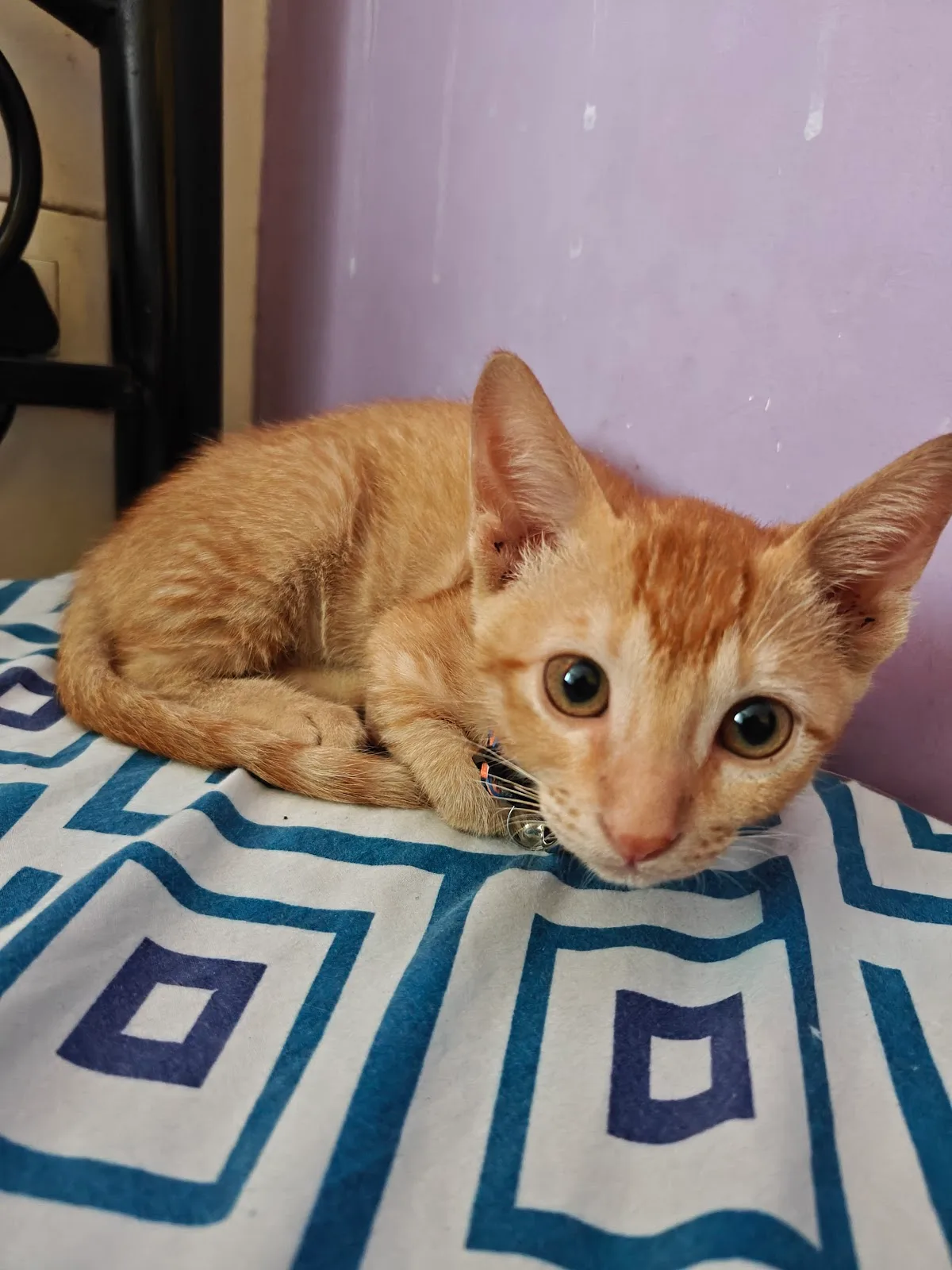 Apna Home Animal Shelter