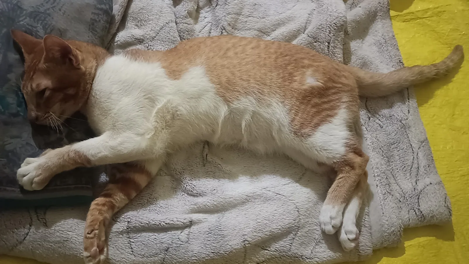 Apna Home Animal Shelter