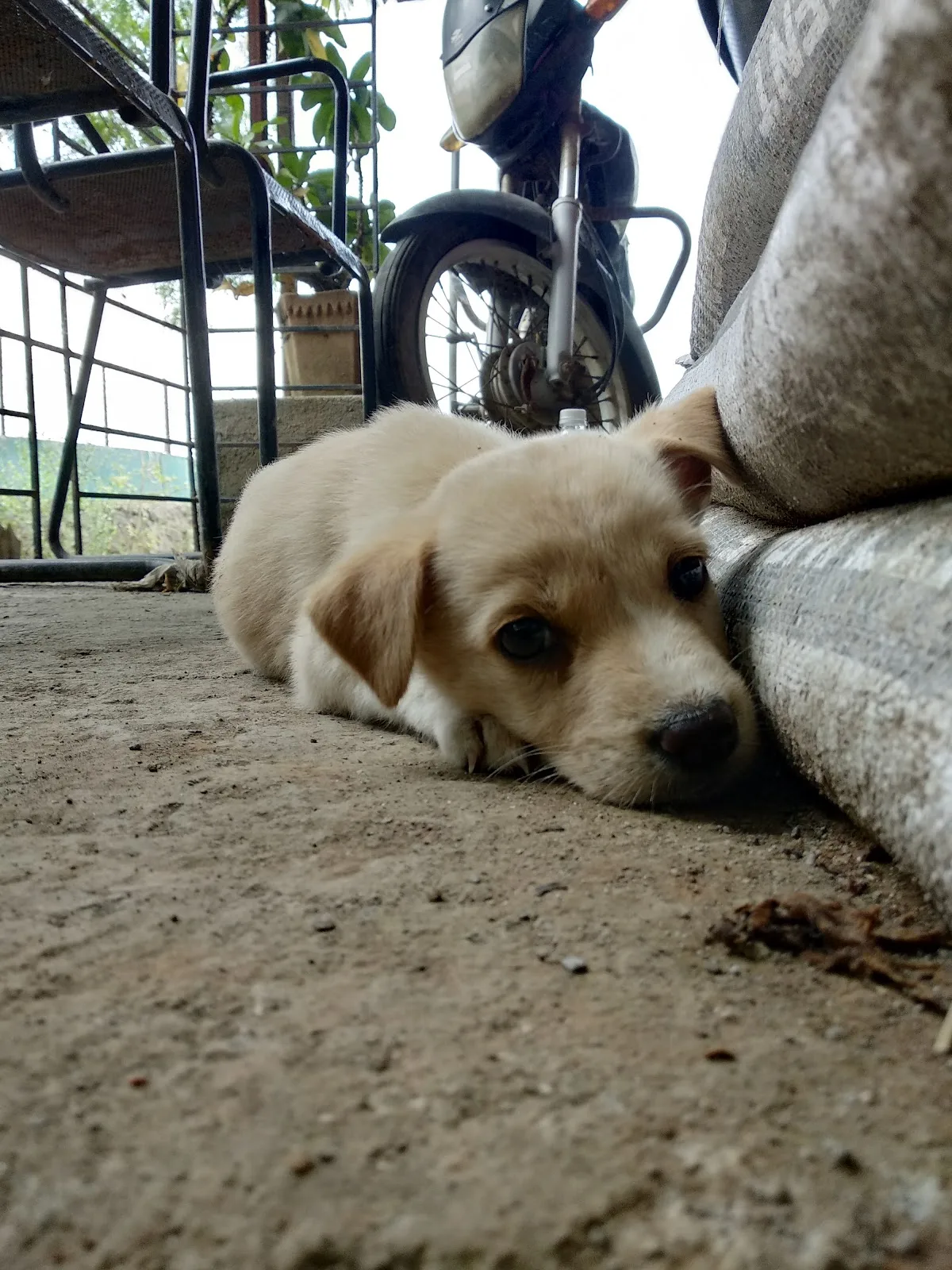 Apna Home Animal Shelter