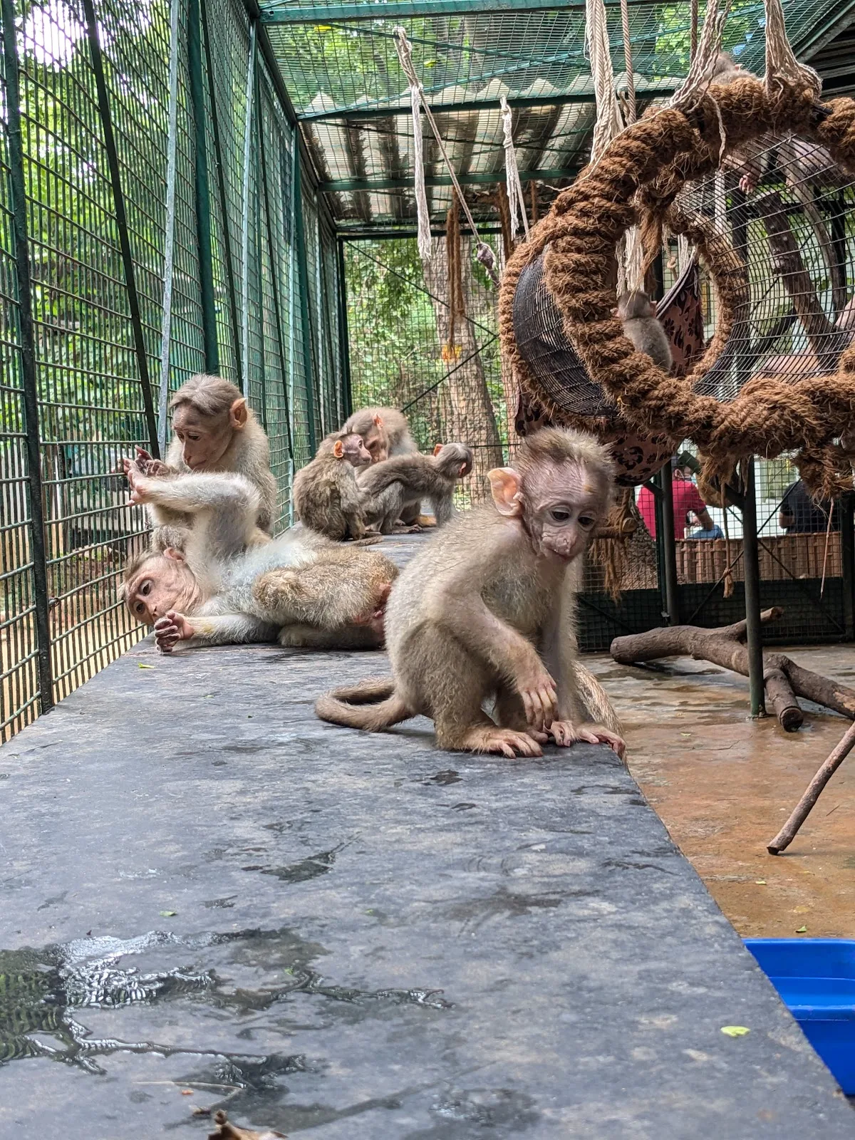 People for Animals, Bengaluru