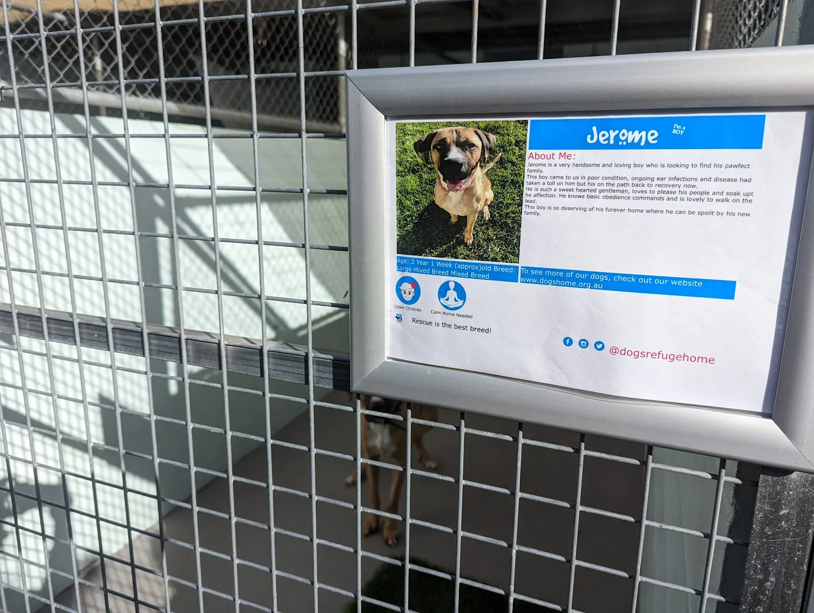 Dogs Refuge Home