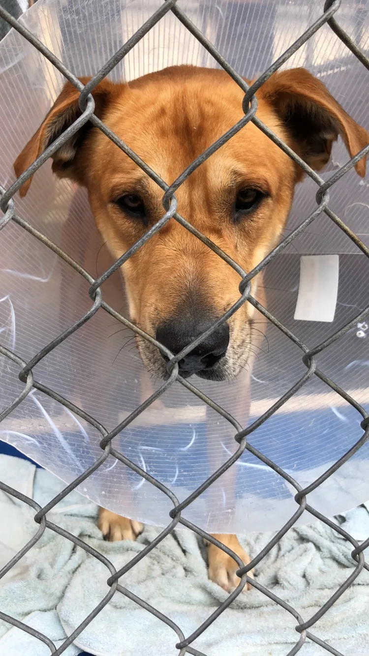 Dogs Refuge Home
