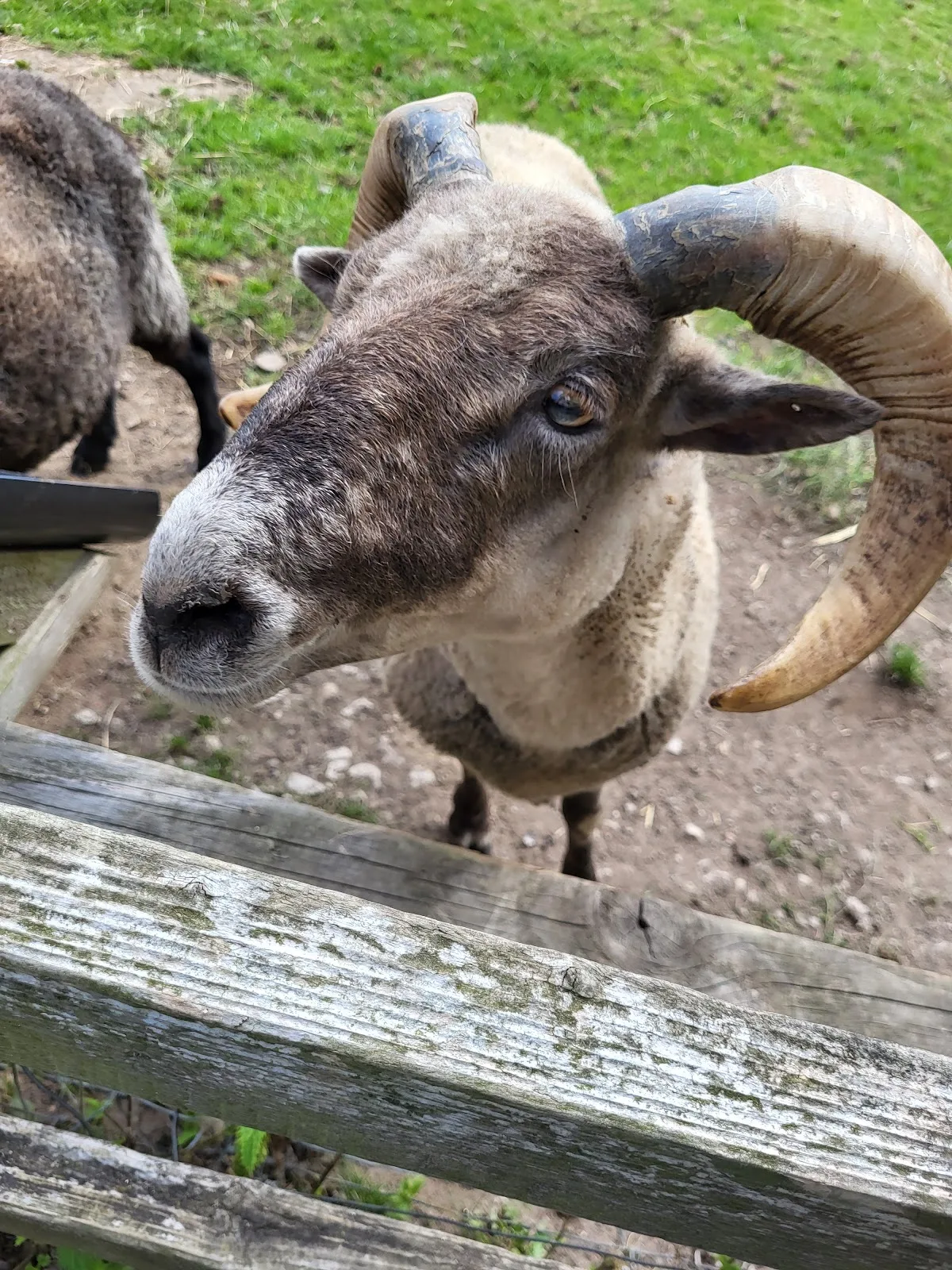 Brockswood Animal Sanctuary