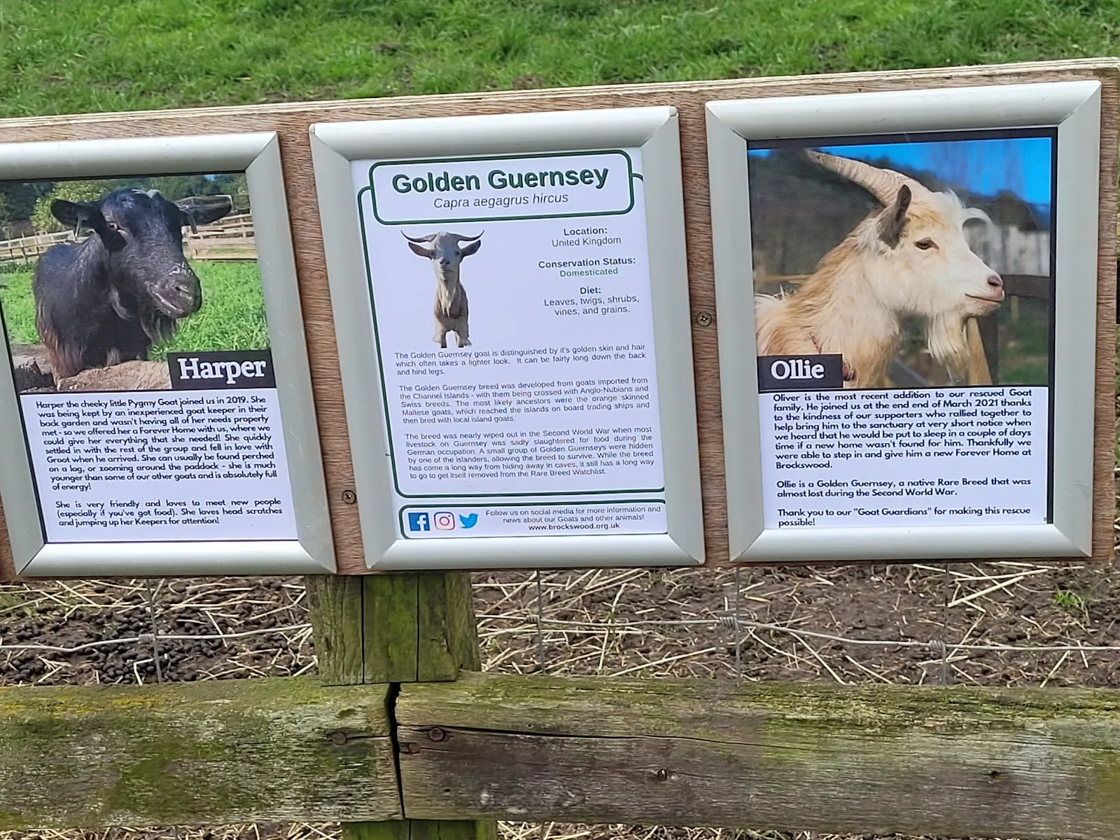 Brockswood Animal Sanctuary