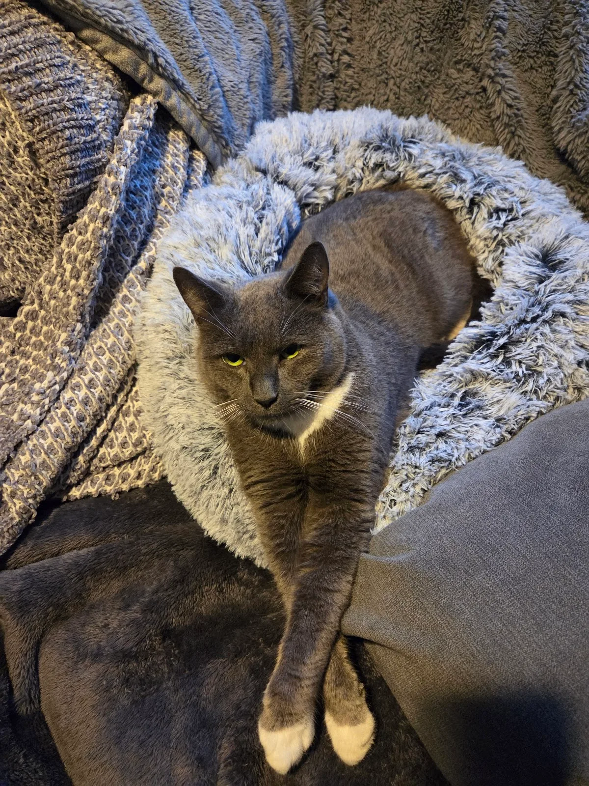 Carrington Animal Rescue