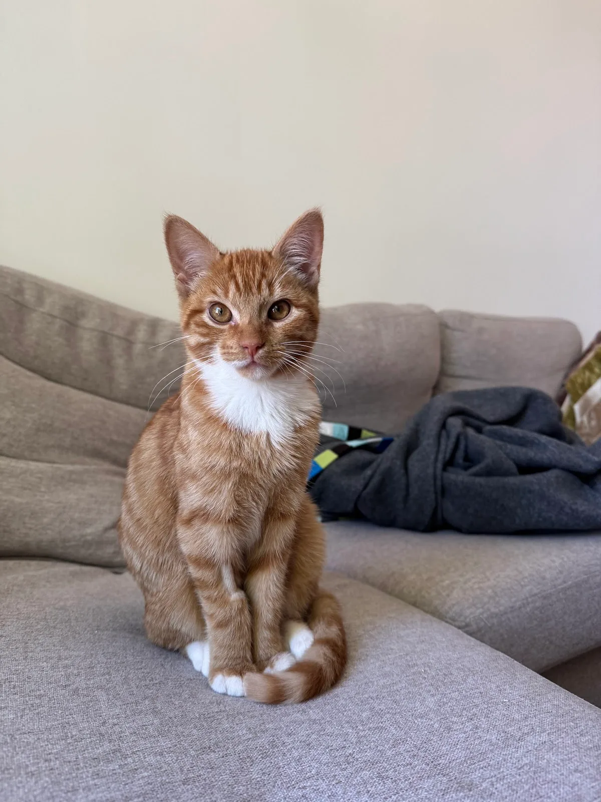 Carrington Animal Rescue