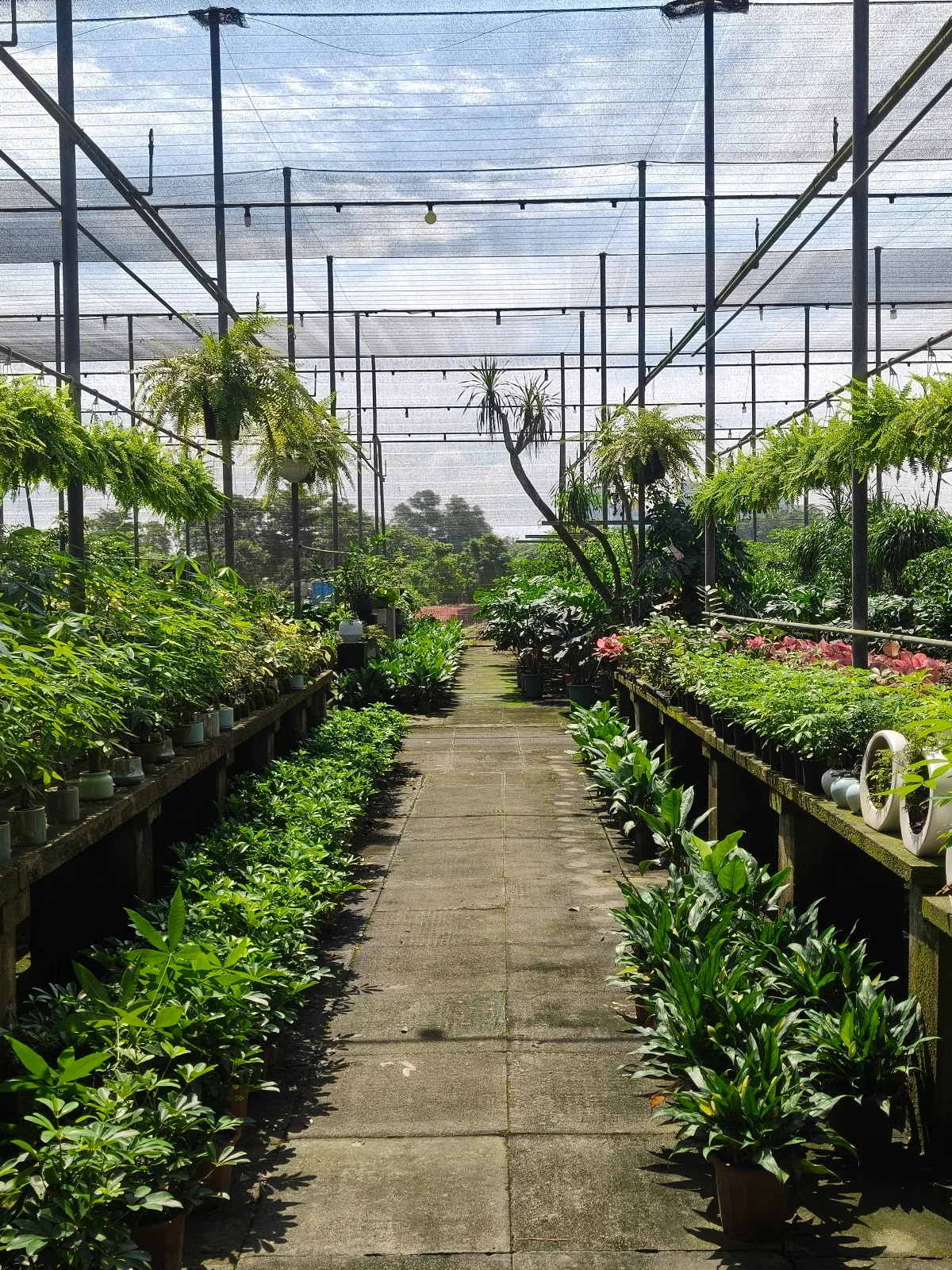 The Local Farm