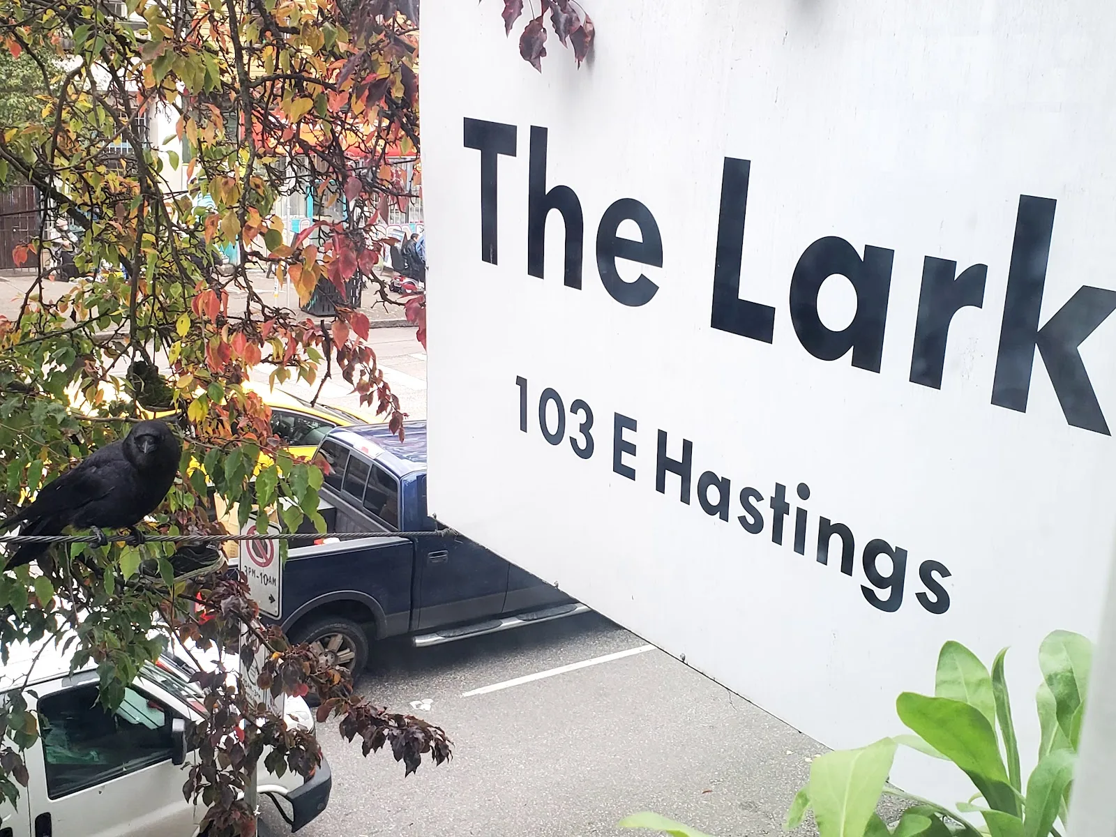 The Lark