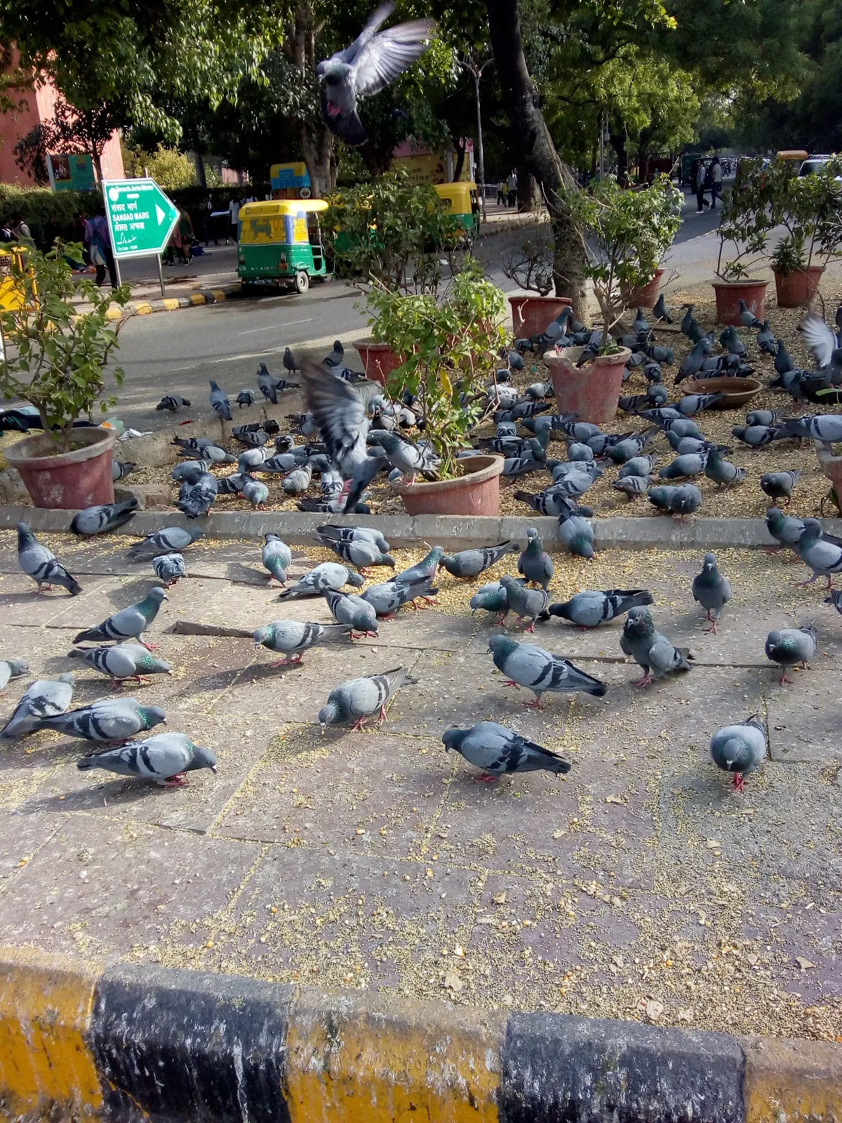 Charitable Birds Hospital