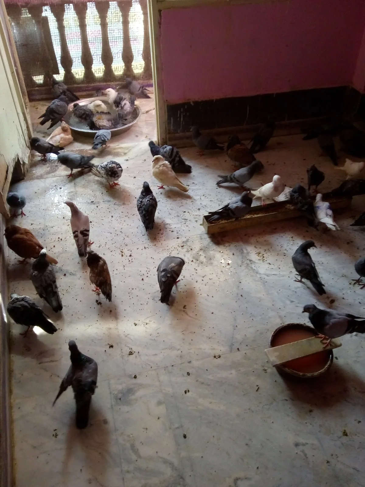 Charitable Birds Hospital