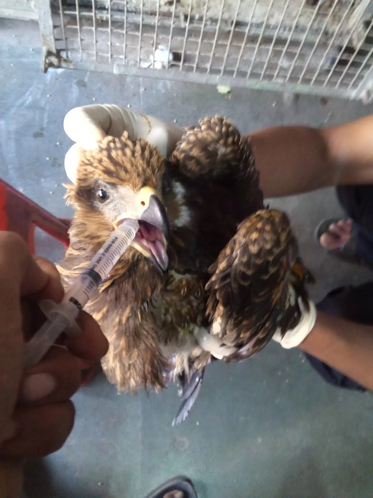 MAA (Medical Aid For Birds)