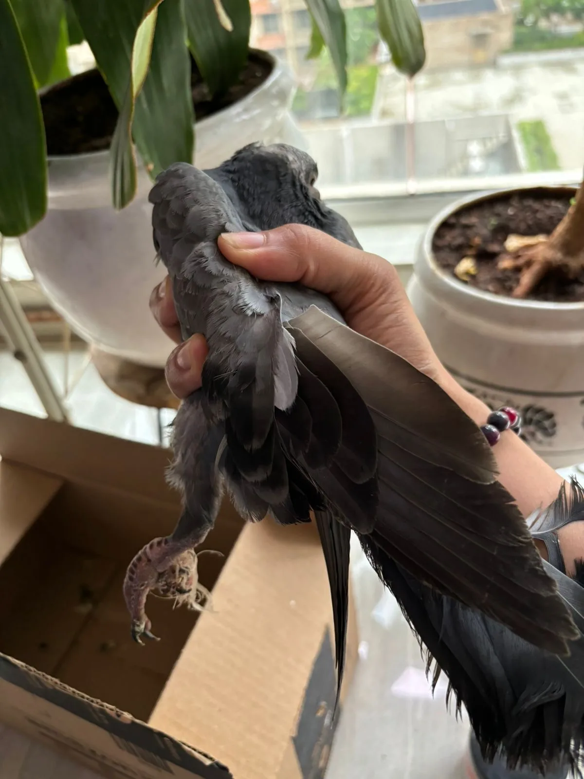 MAA (Medical Aid For Birds)