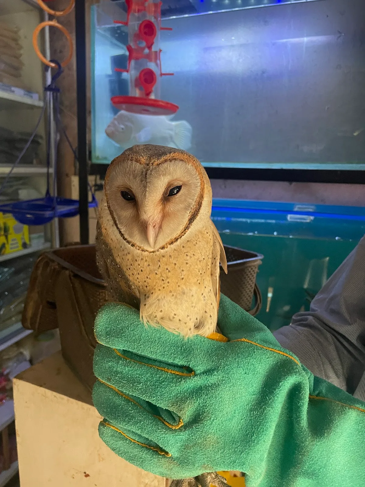 MAA (Medical Aid For Birds)