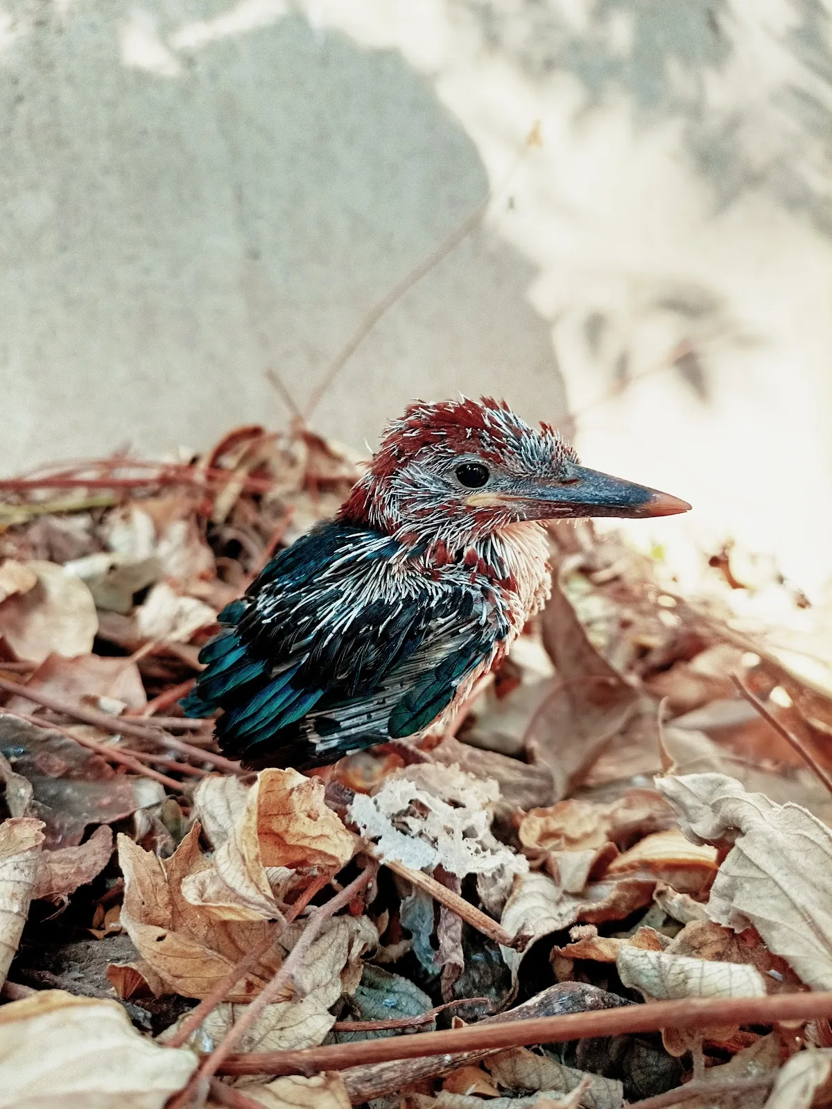 MAA (Medical Aid For Birds)