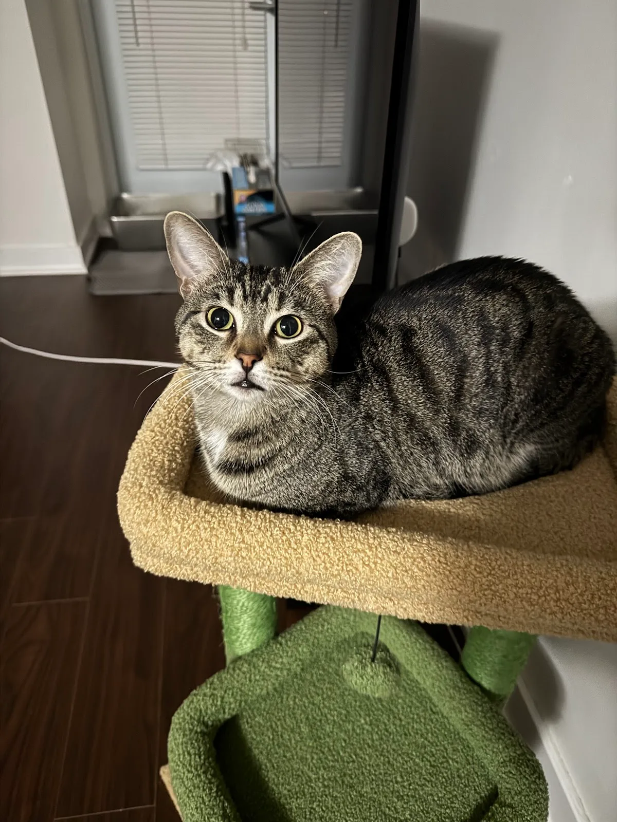 Toronto Animal Services
