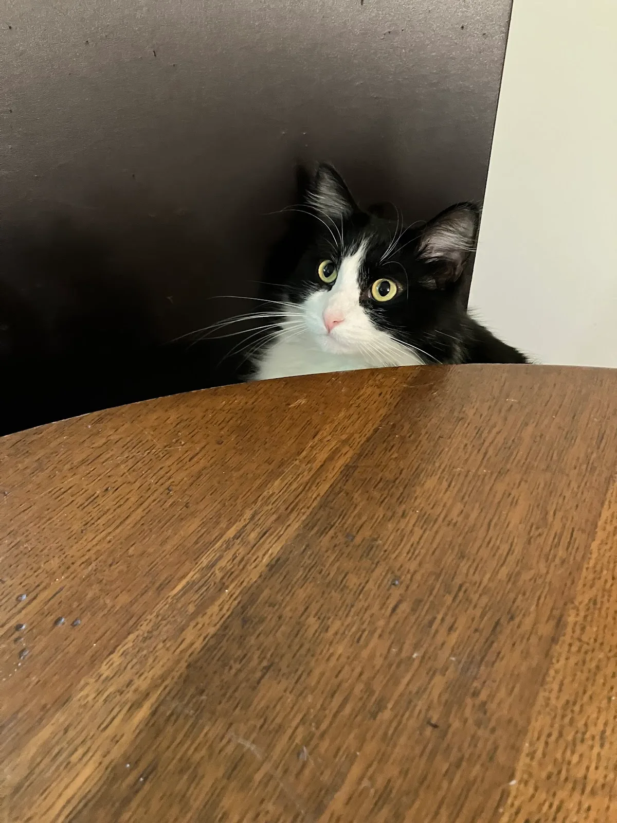 Toronto Animal Services
