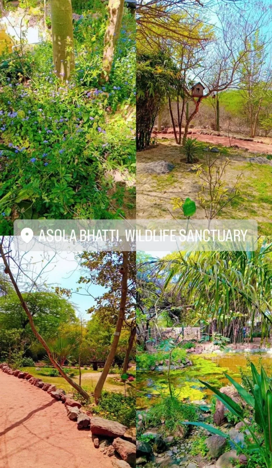 Butterfly Park, Asola Bhatti Wildlife Sanctuary Delhi