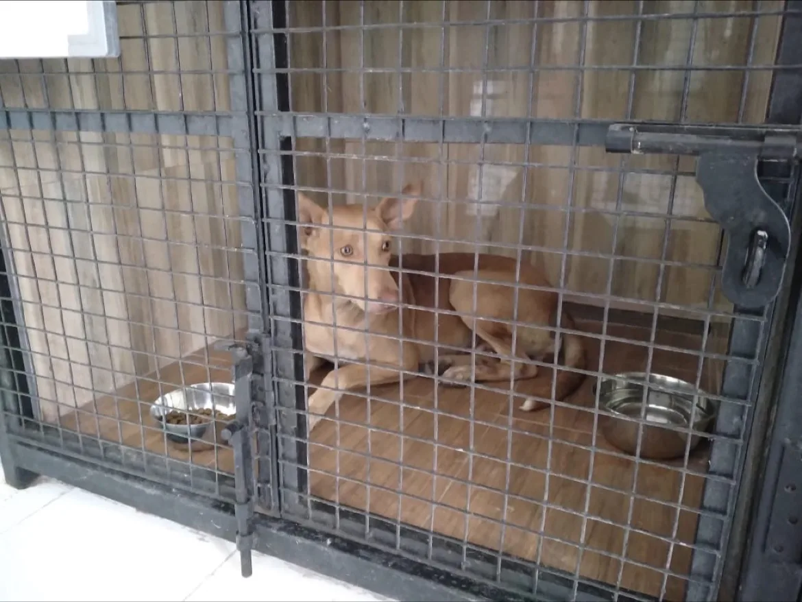 Voice Of Animals Trust (VOATrust)