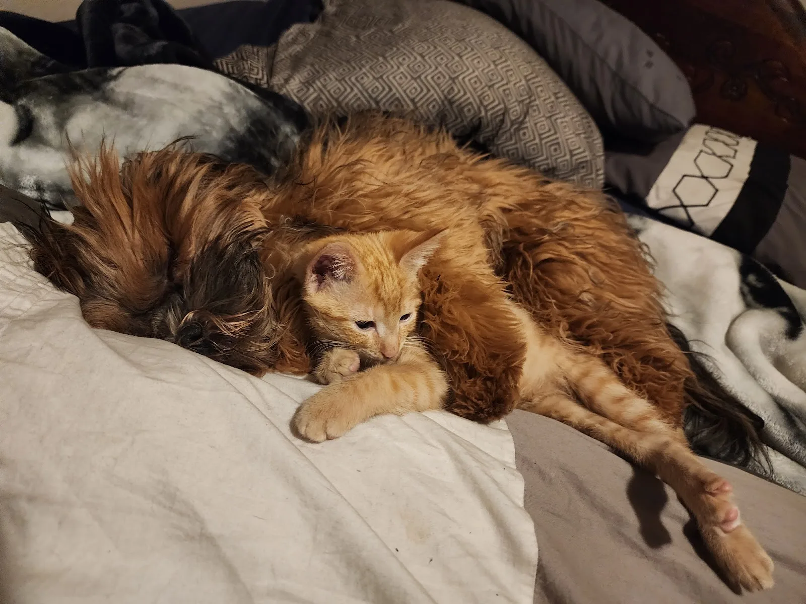 Alberta Helping Animals Society