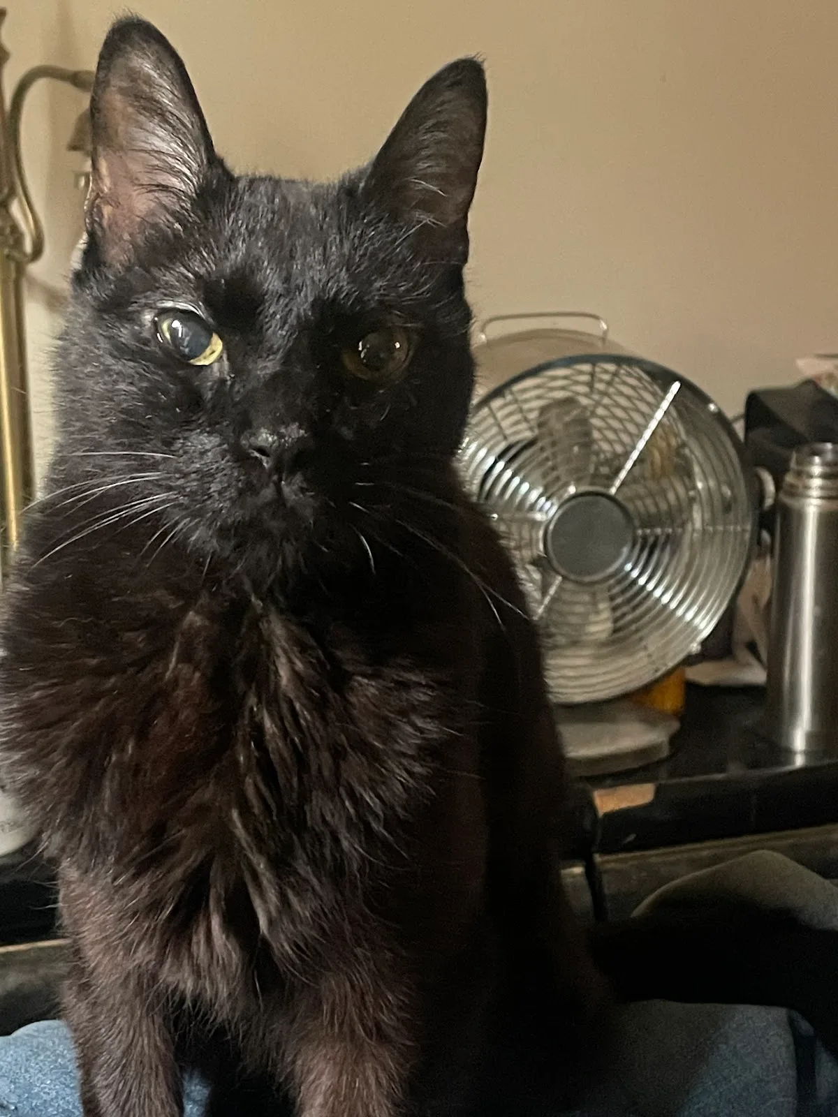 Alberta Helping Animals Society