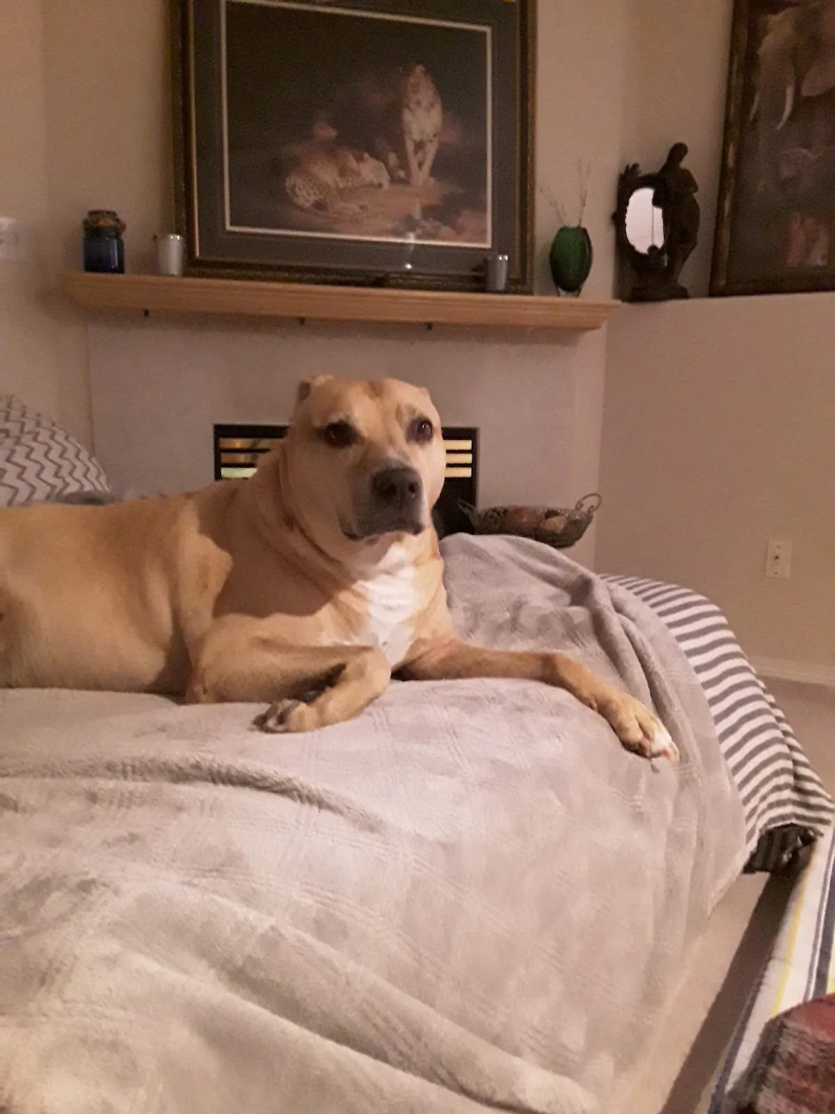 Alberta Helping Animals Society