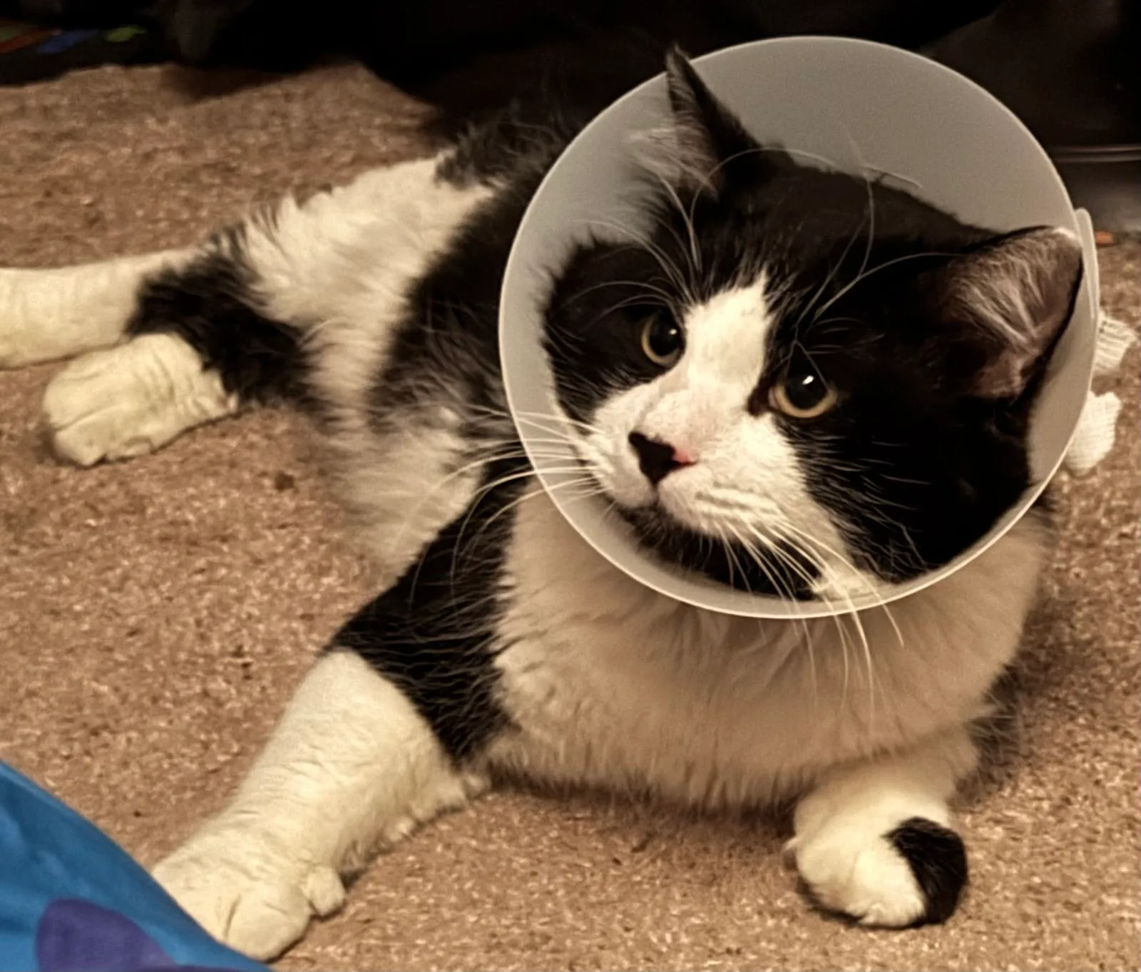 Alberta Helping Animals Society