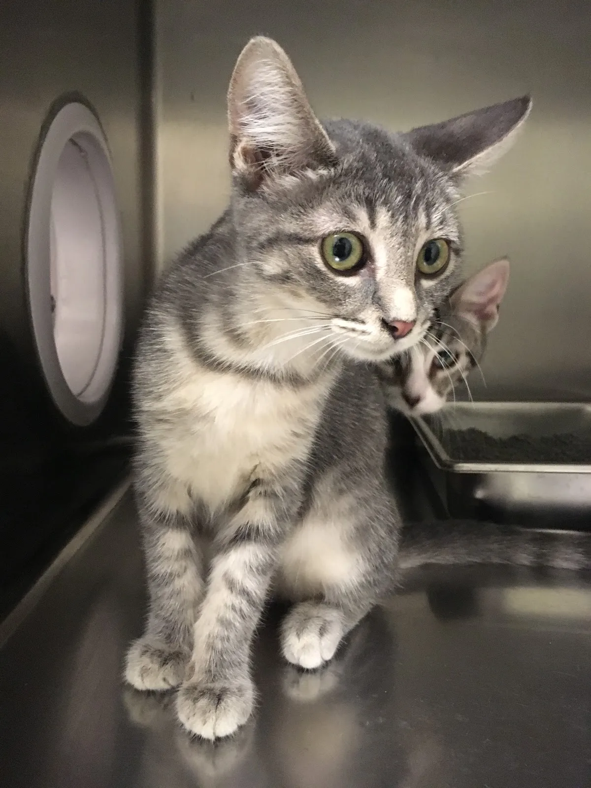 Evanston Animal Shelter