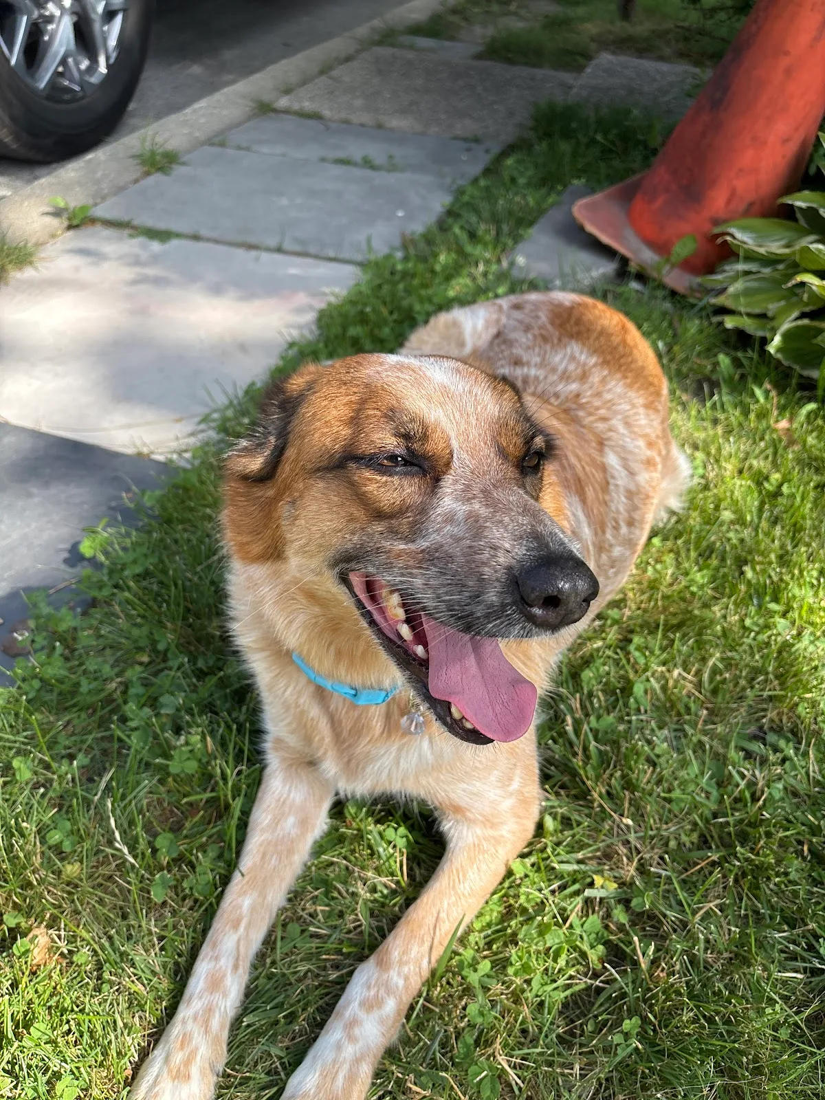 Evanston Animal Shelter