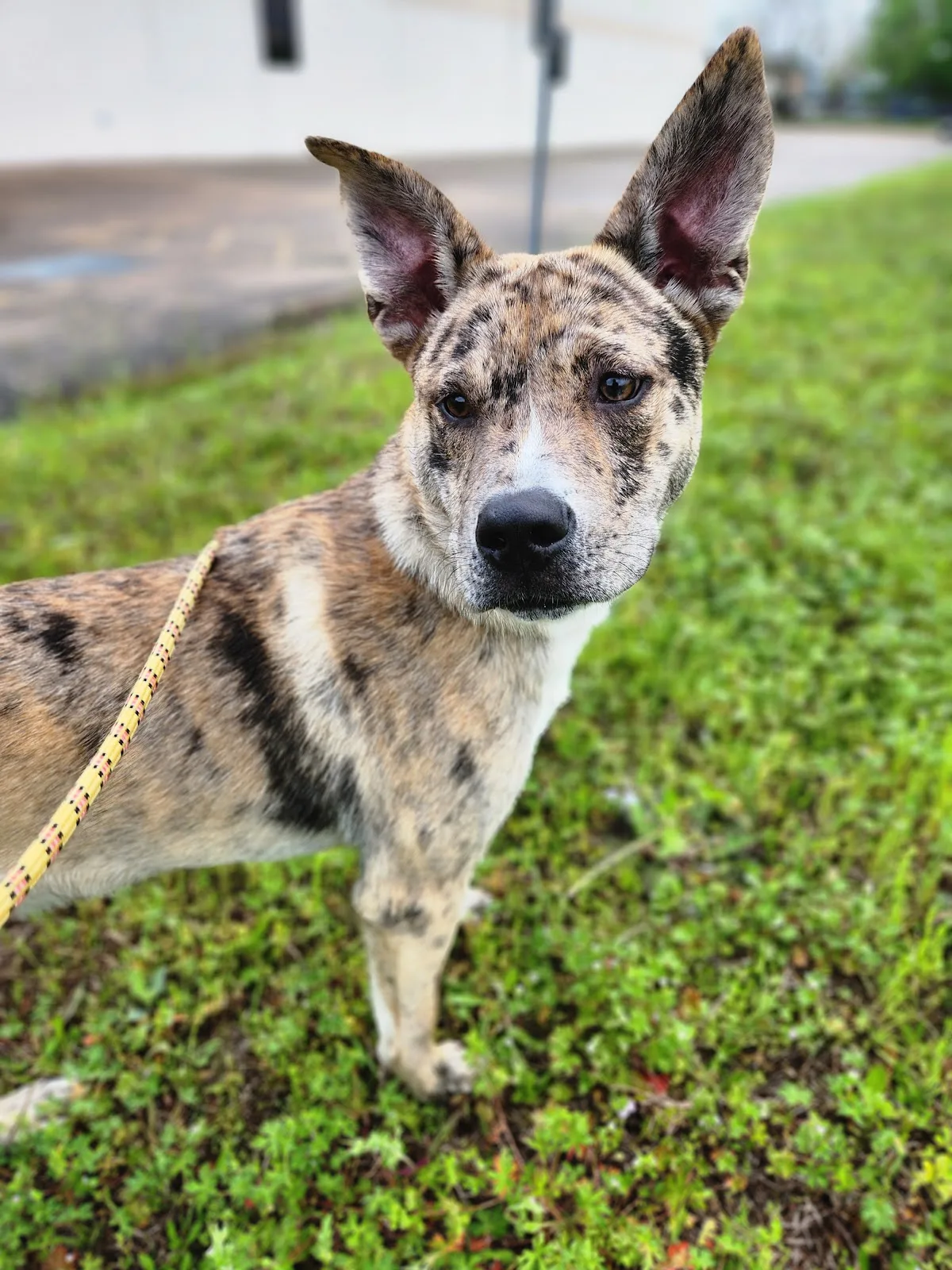 Rescued Pets Movement