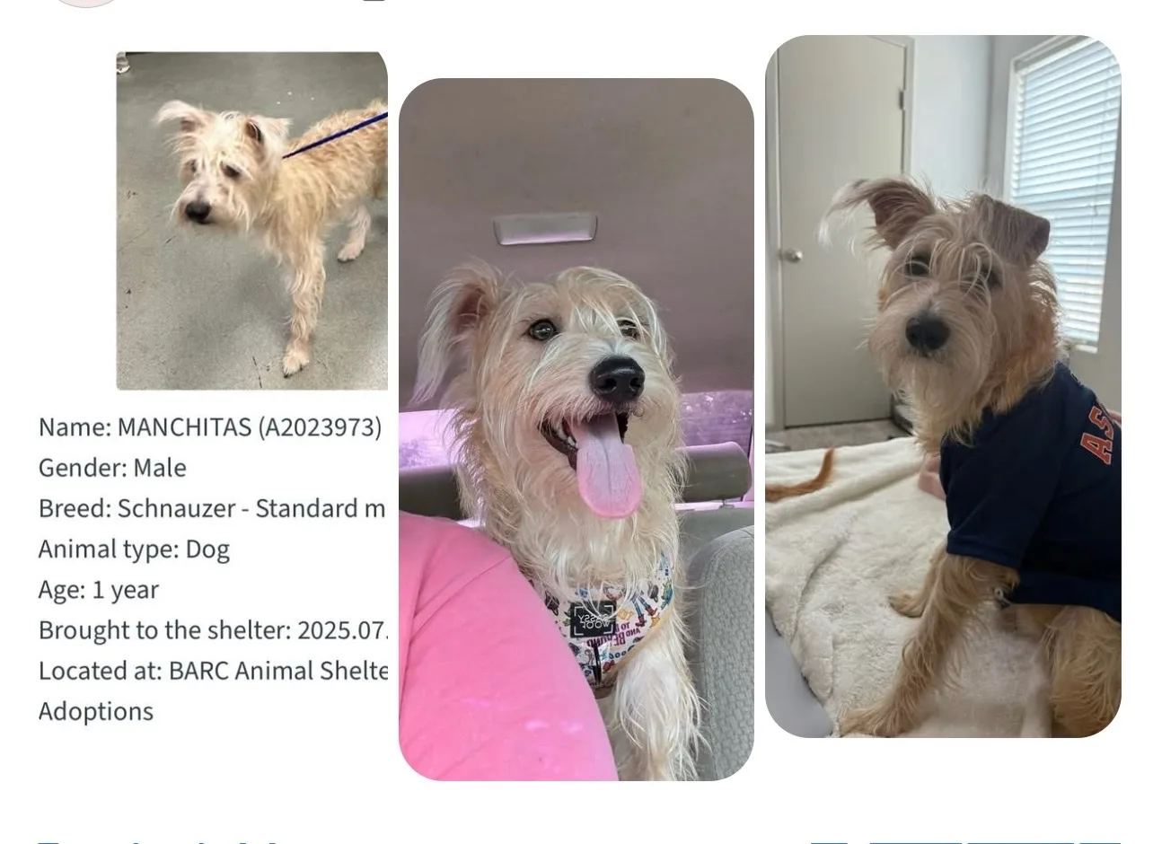 Rescued Pets Movement