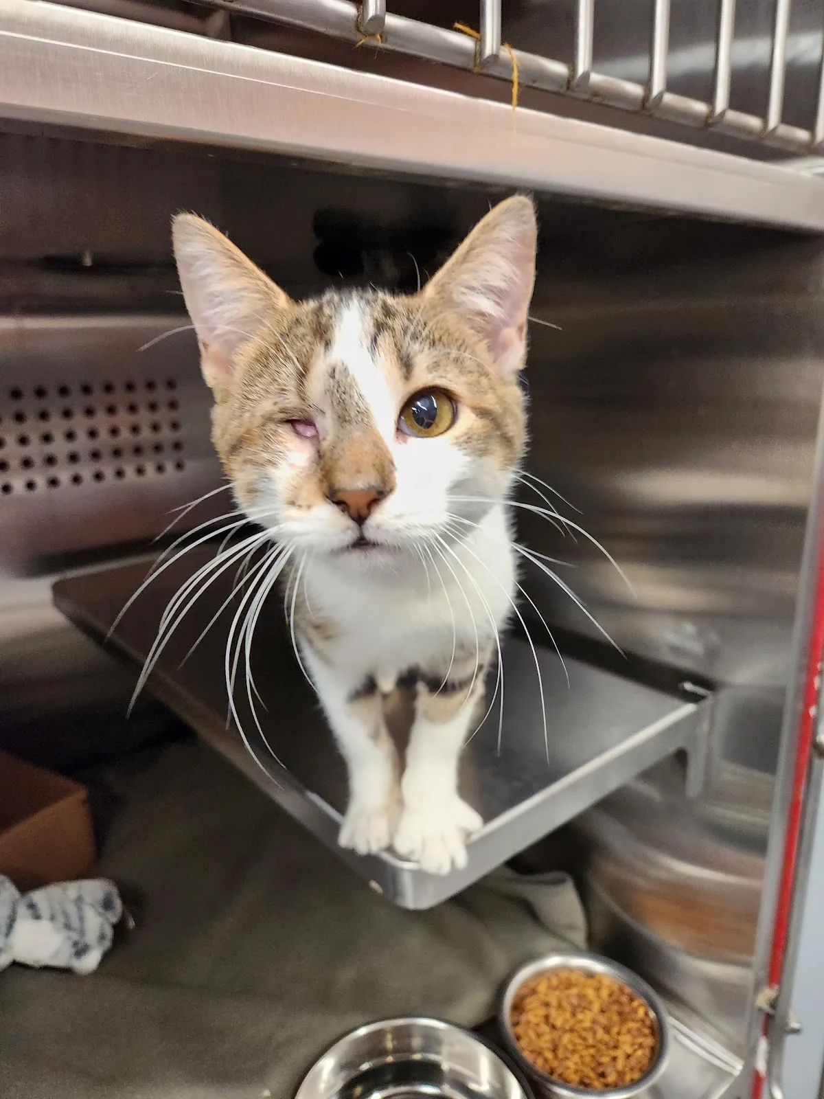 Rescued Pets Movement