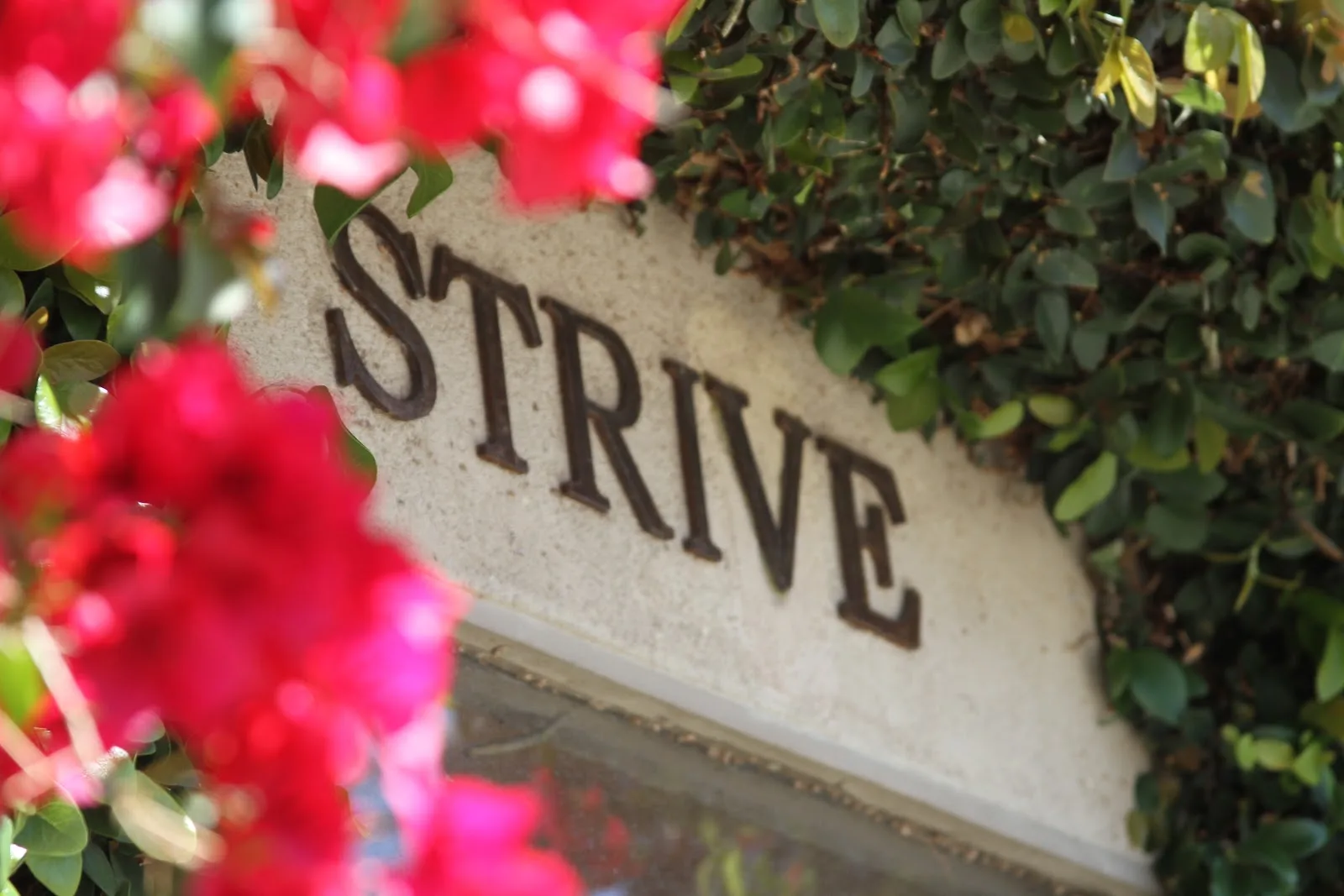 Strive