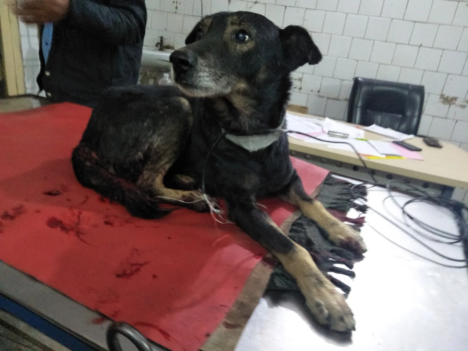 Red Paws Rescue Head Office