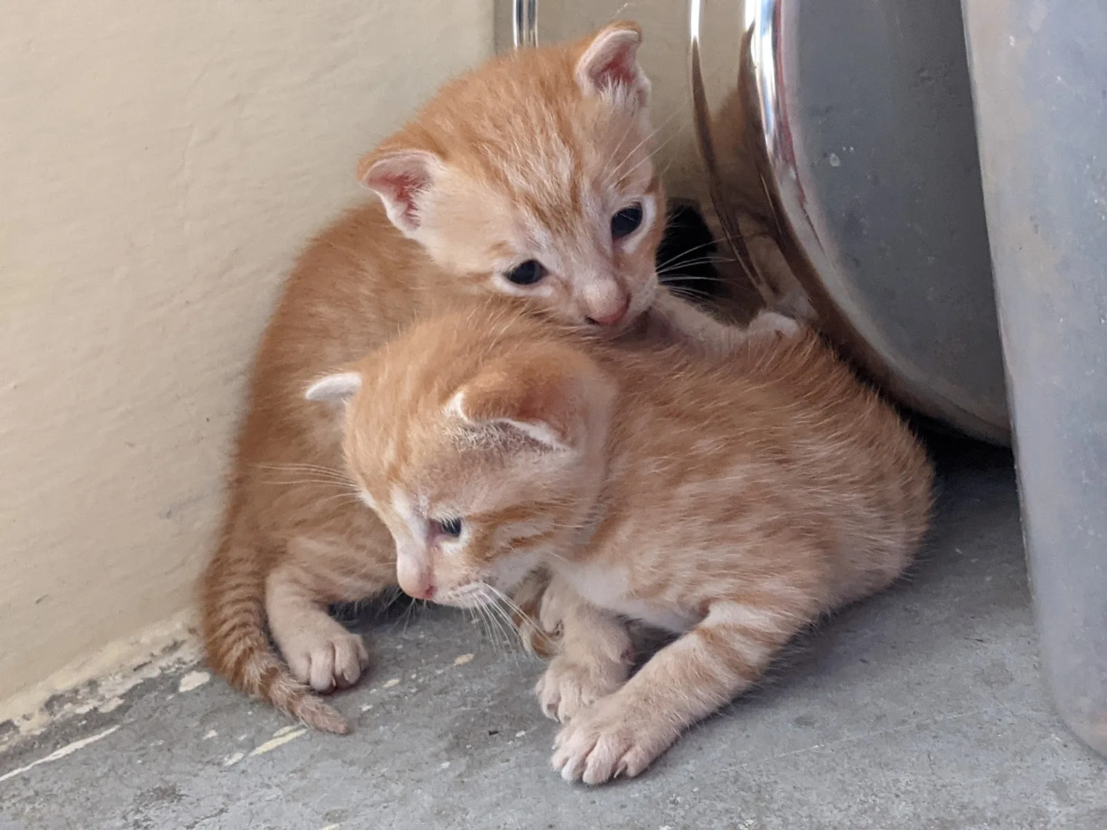 Red Paws Rescue Head Office
