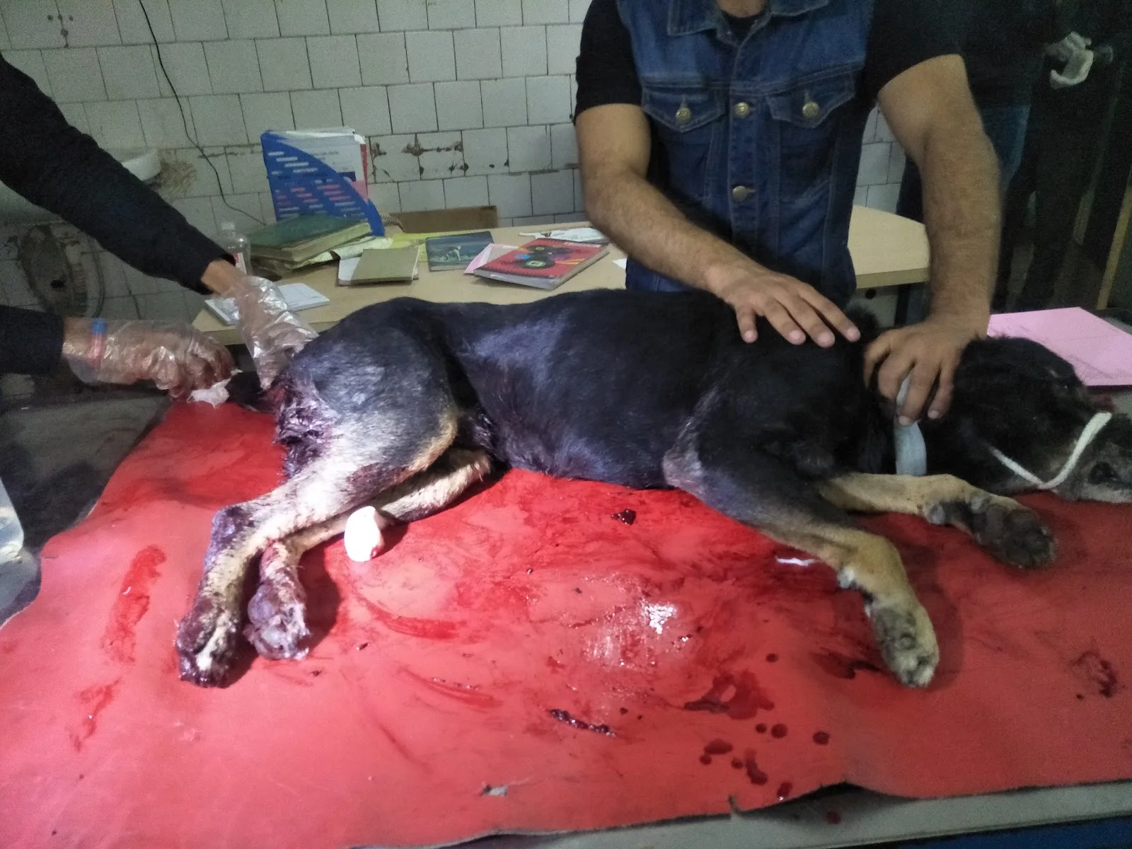 Red Paws Rescue Head Office