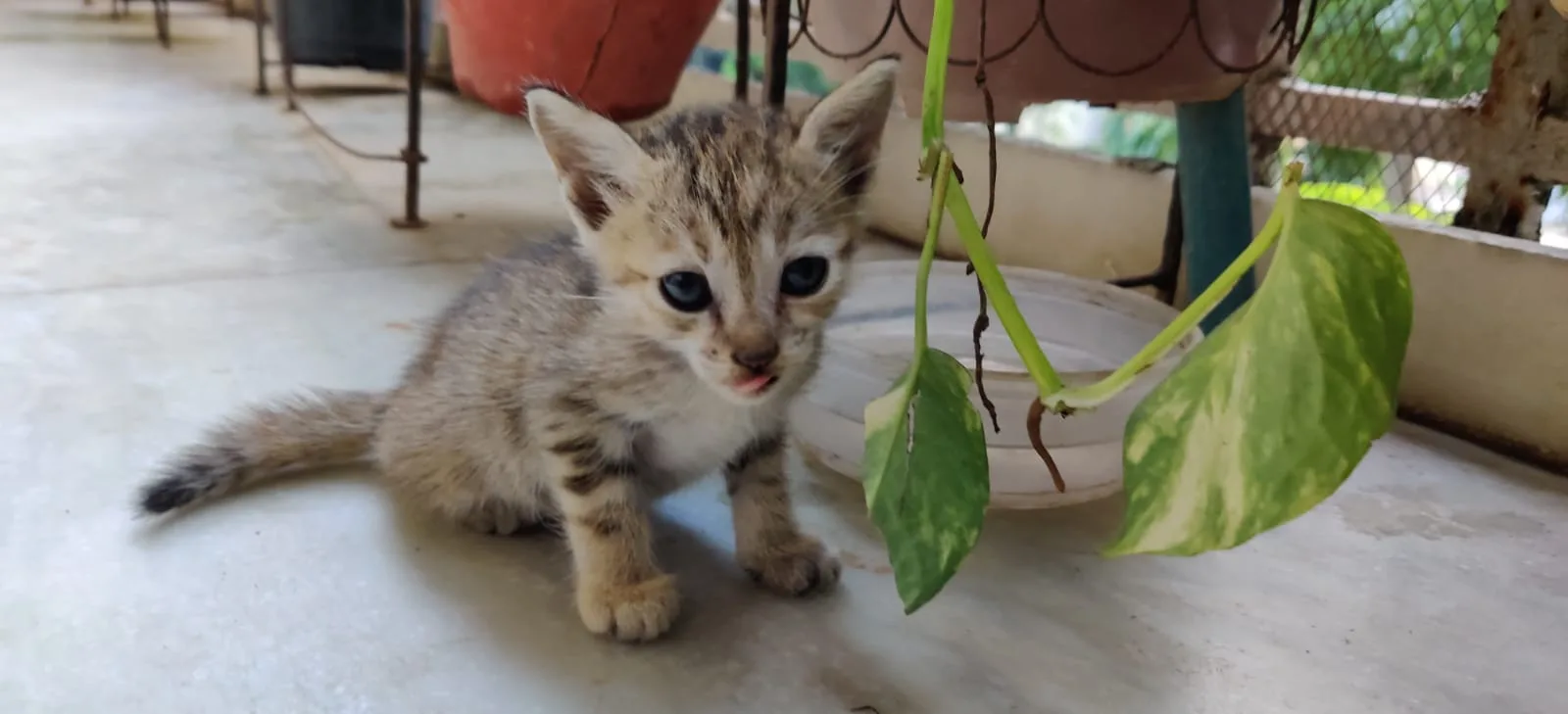 Red Paws Rescue Head Office