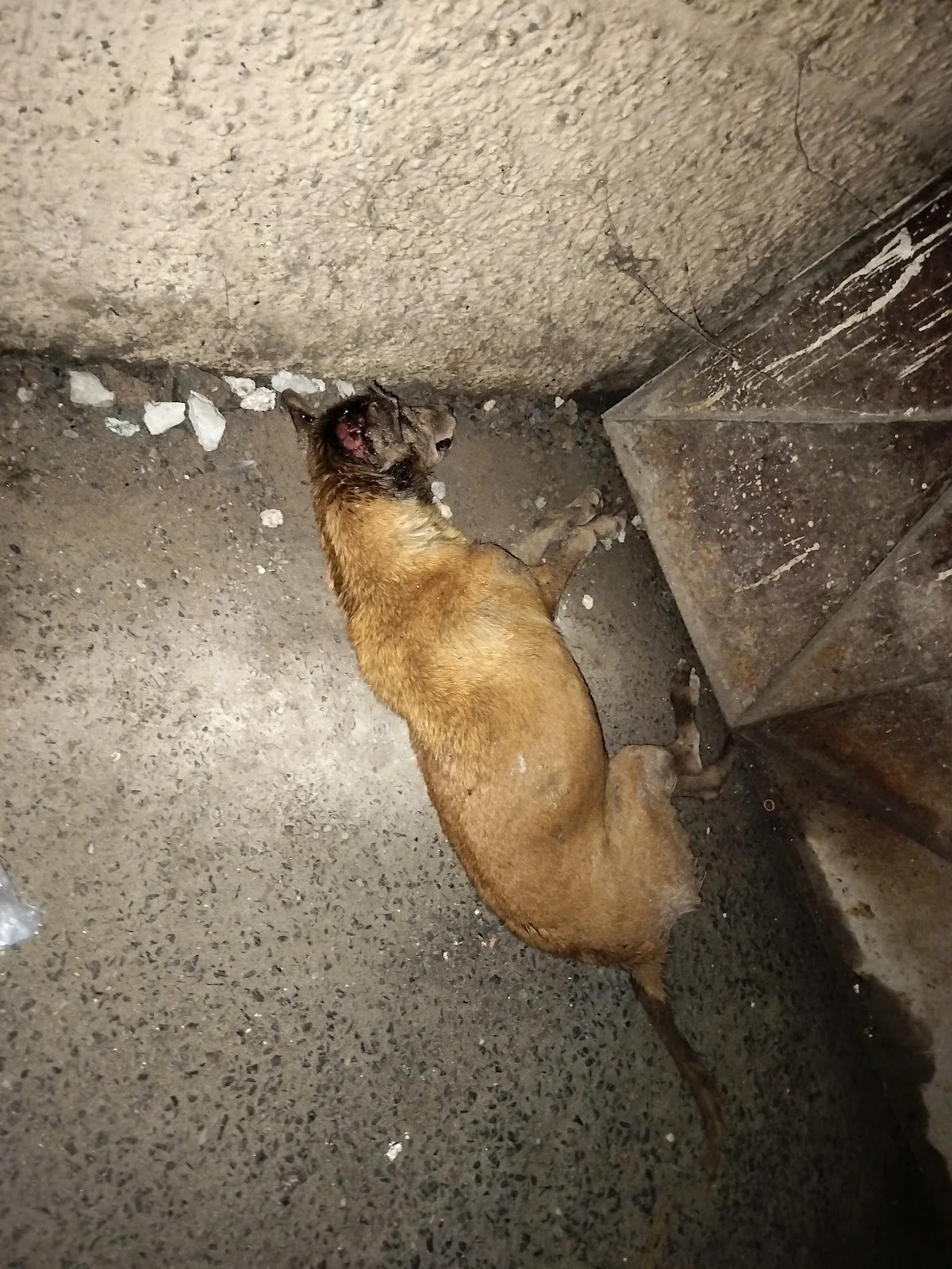 Balaji animal foundation
