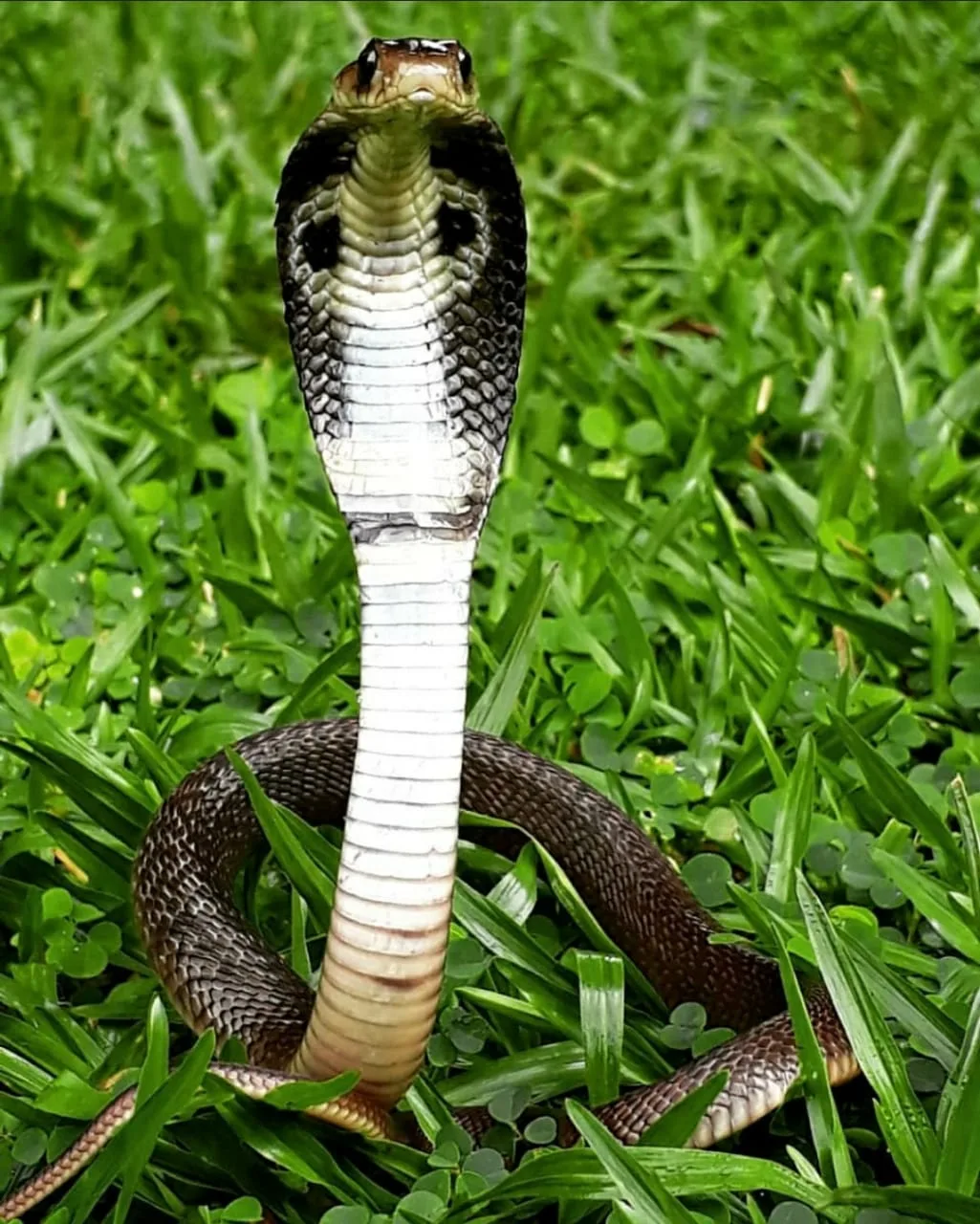RAWW (Resqink Association For Wildlife Welfare)