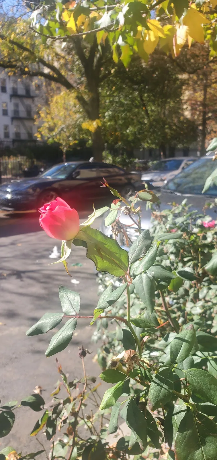 Harlem Congregations For Community Improvement Inc.